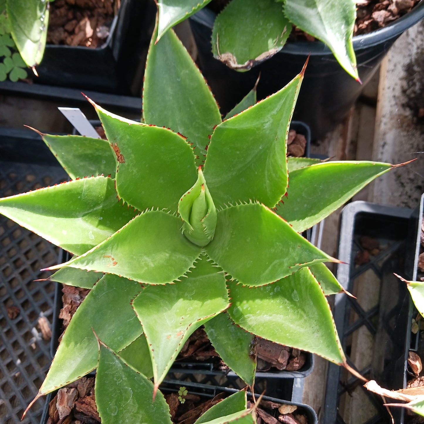 Agave chiapensis - 6in