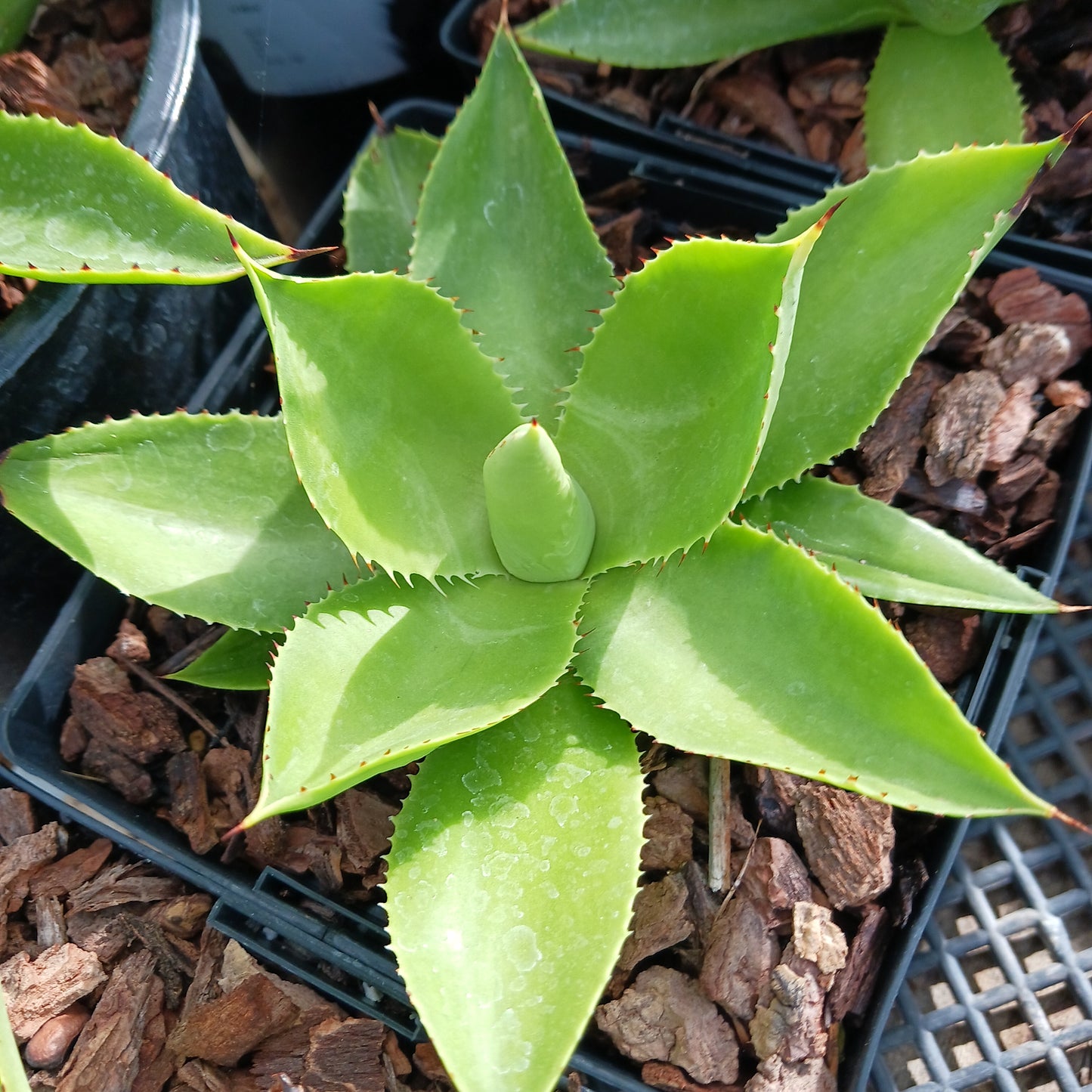 Agave chiapensis - 6in