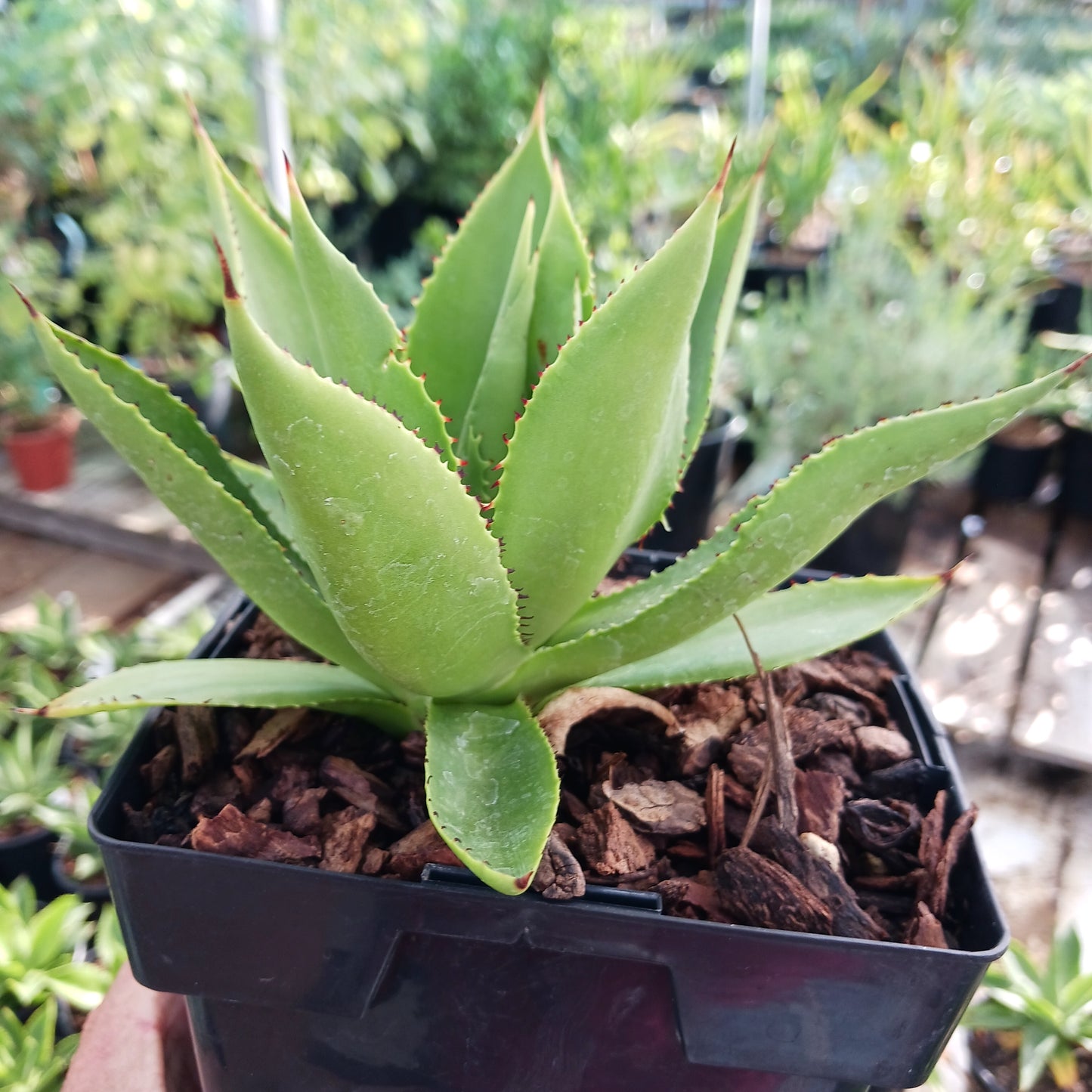 Agave chiapensis - 6in
