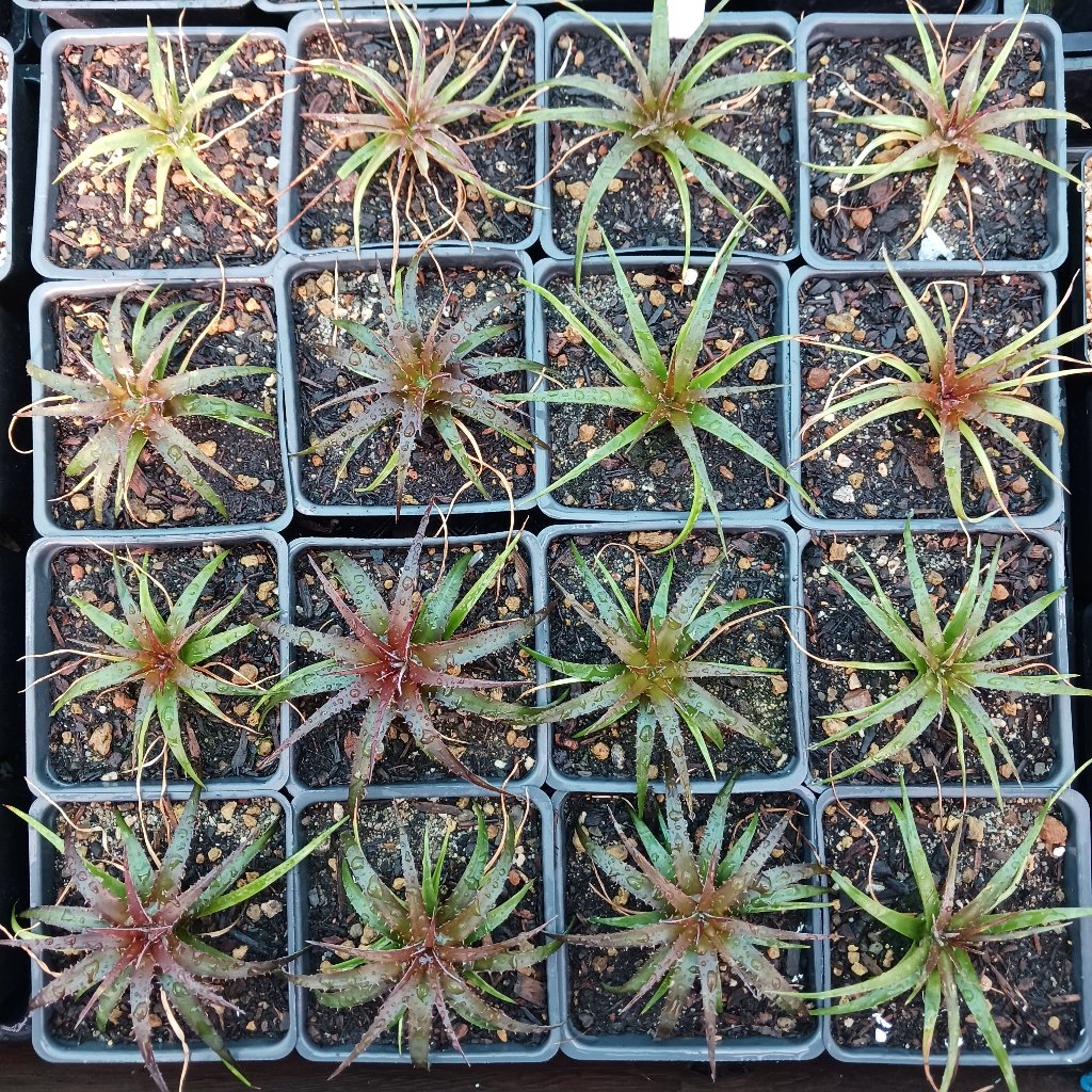 A flat of Dyckia "Burgandy Ice" in 4in nursery pots