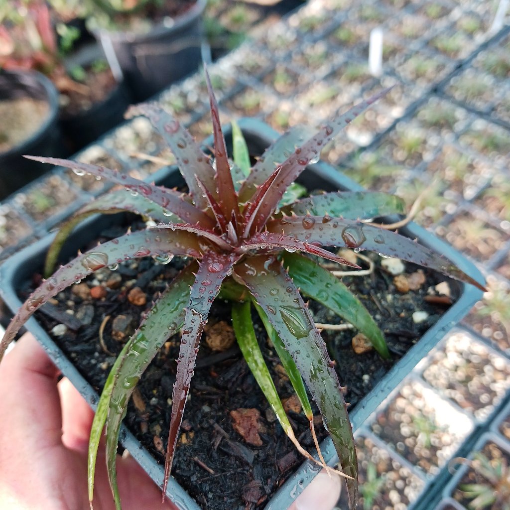 Dyckia "Burgandy Ice" - 4in