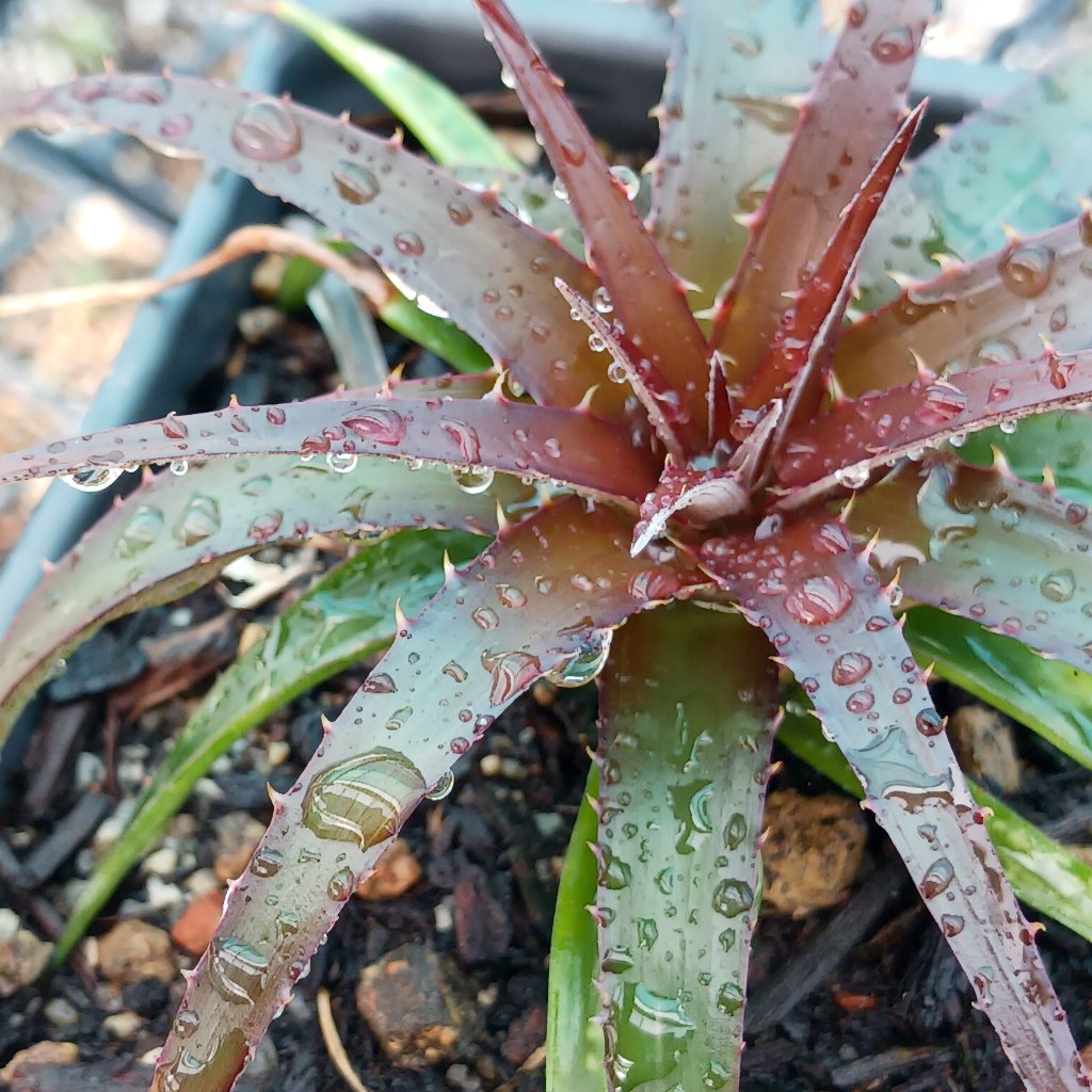 Dyckia "Burgandy Ice" - 4in
