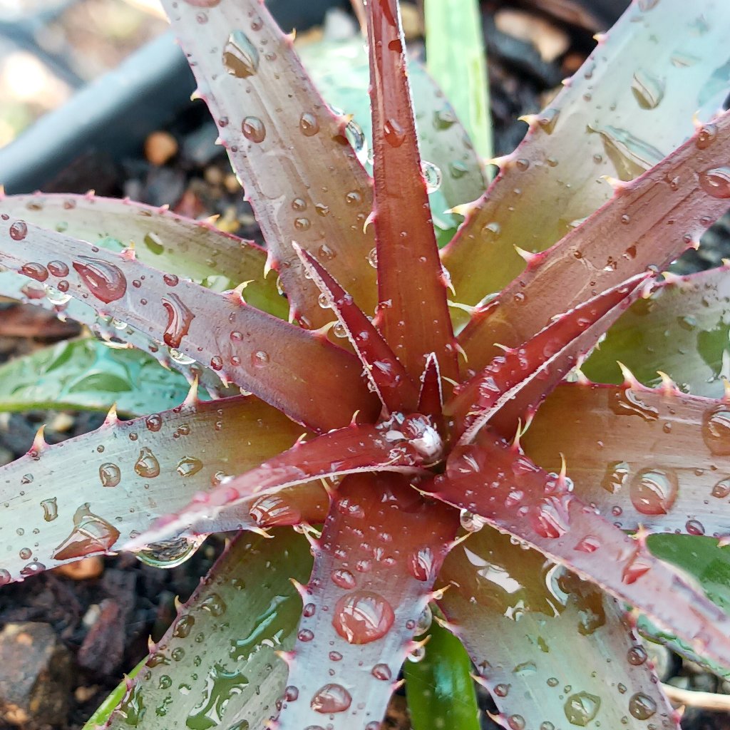 close up view of Dyckia "Burgandy Ice"