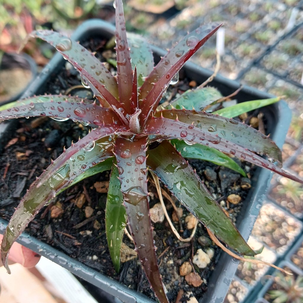 Dyckia "Burgandy Ice" - 4in