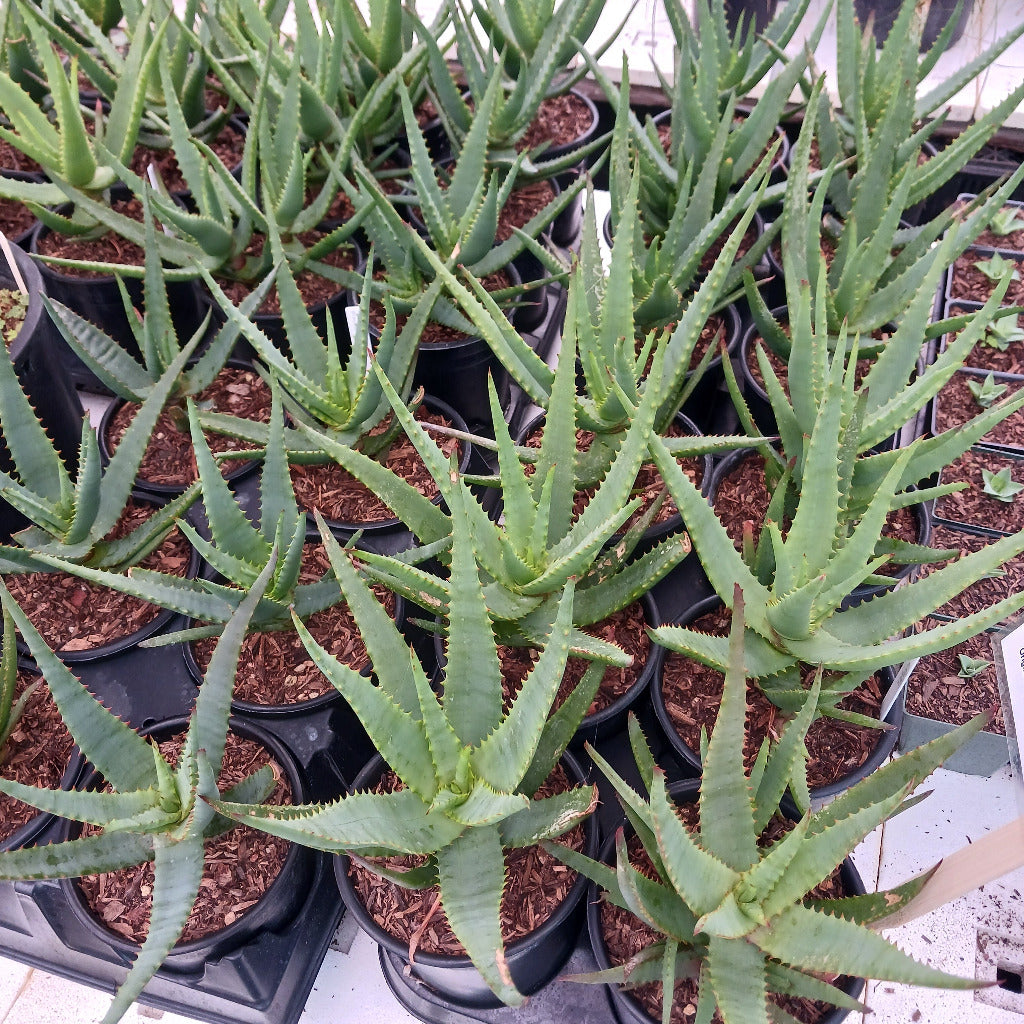 Multiple Aloe "Moonglow"