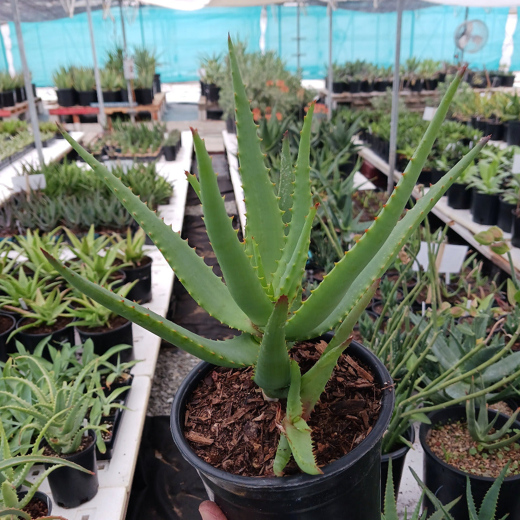 Aloe "Moonglow"