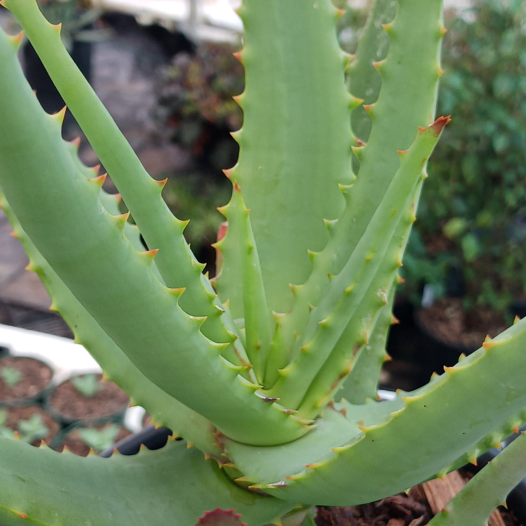 Aloe "Moonglow" close up