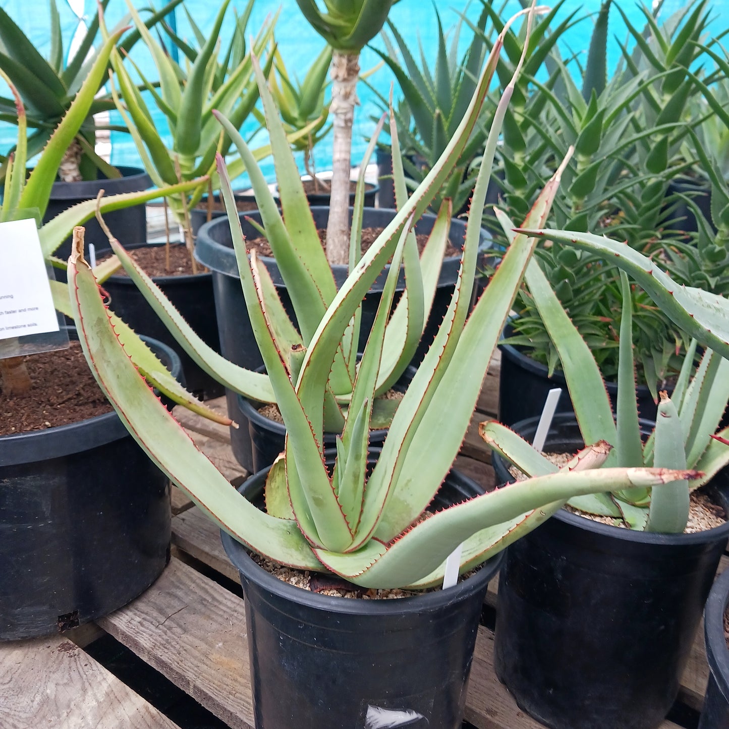 Aloe elegans - 5ga