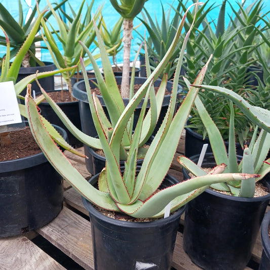 Aloe elegans - 5ga