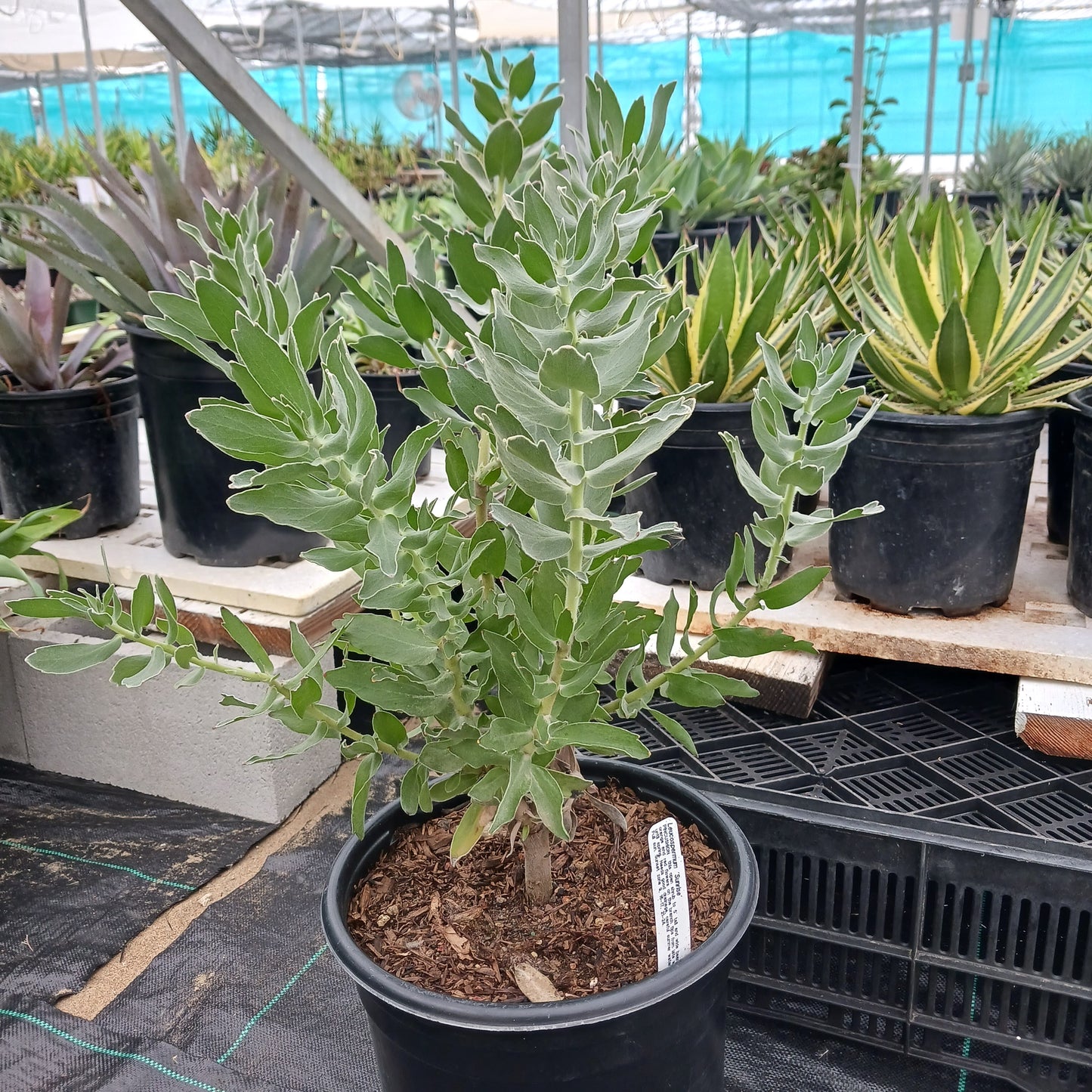 Leucospermum "Sunrise" - 5ga
