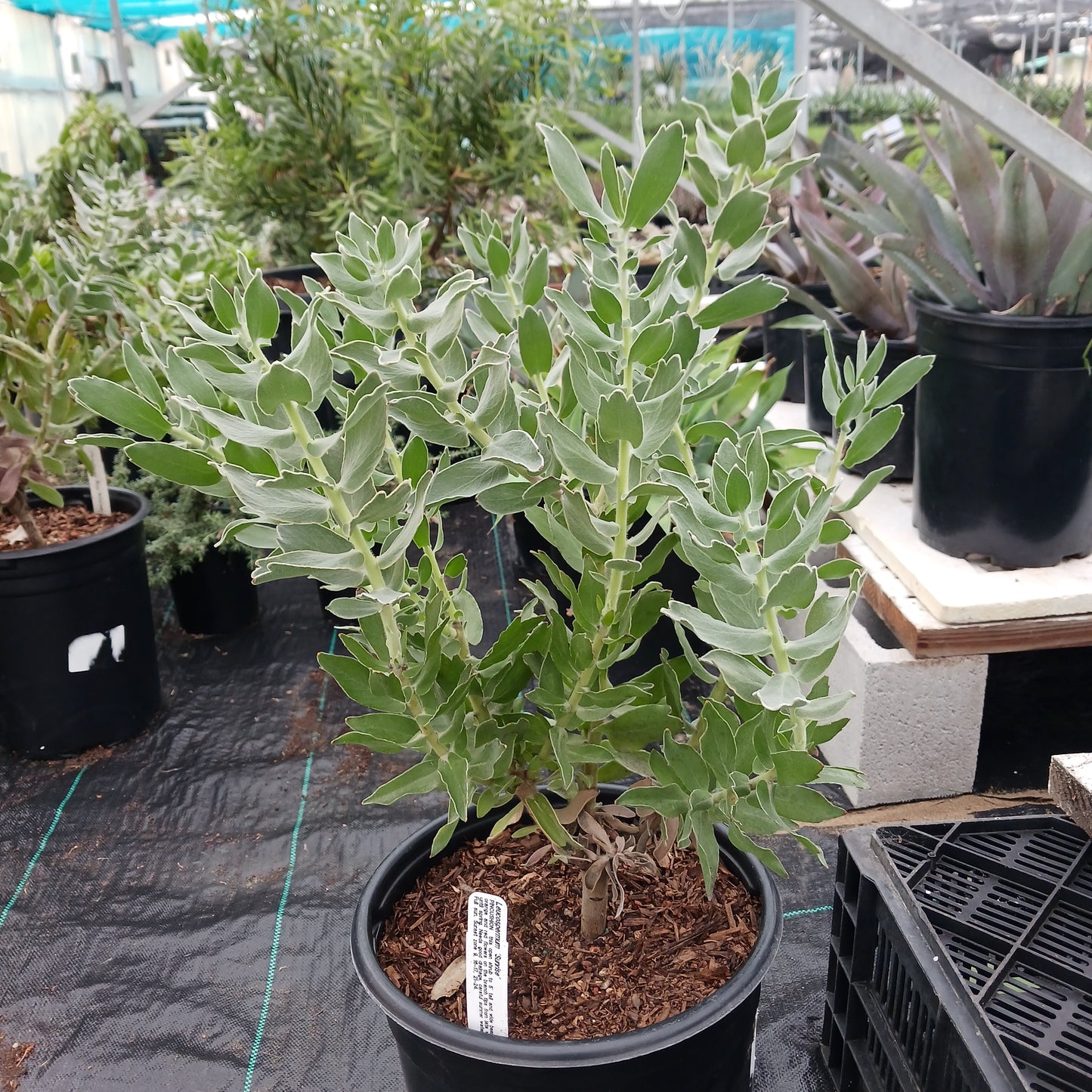 Leucospermum "Sunrise" - 5ga