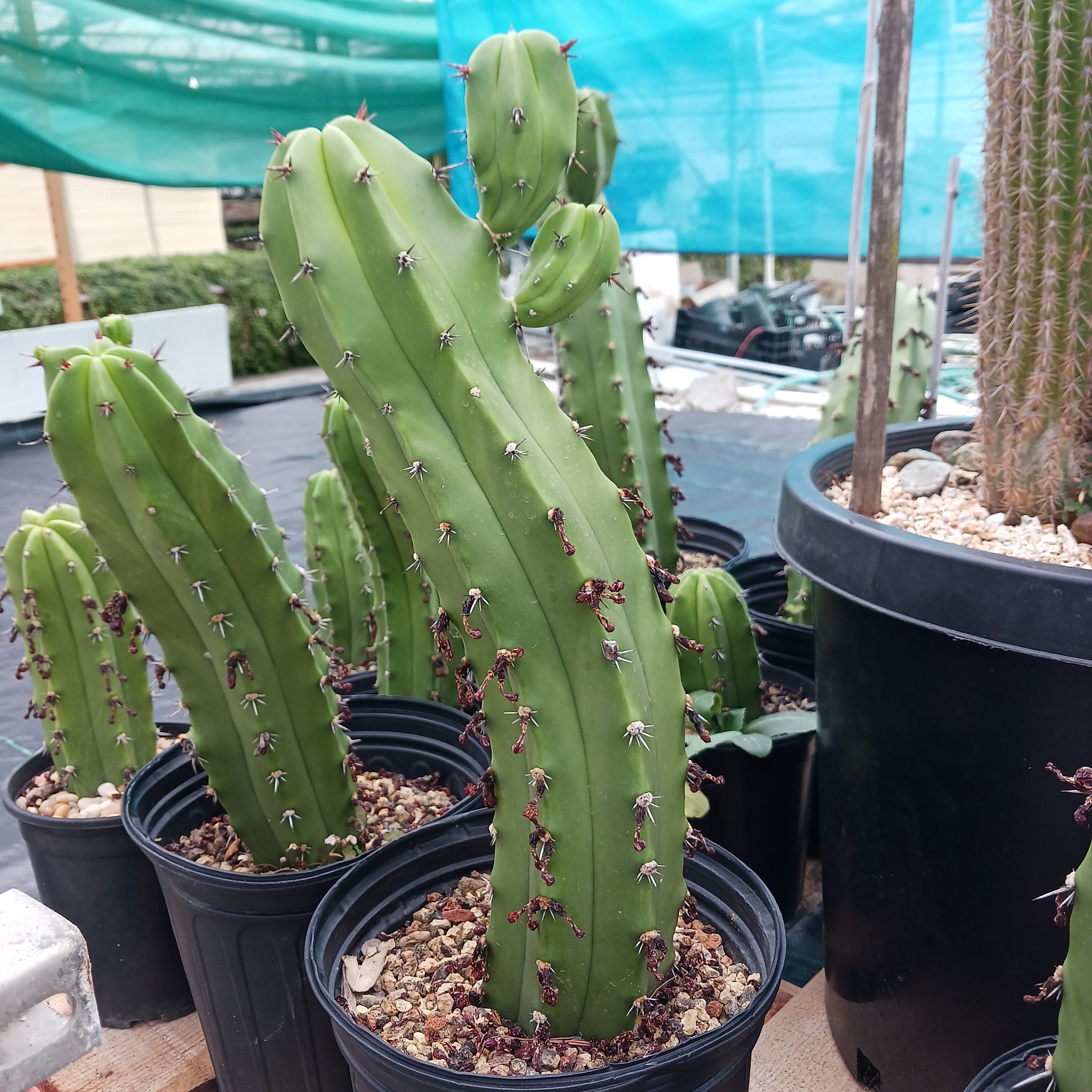 san pedro cactus bunnings Myrtillocactus geometrizans San Bartolo