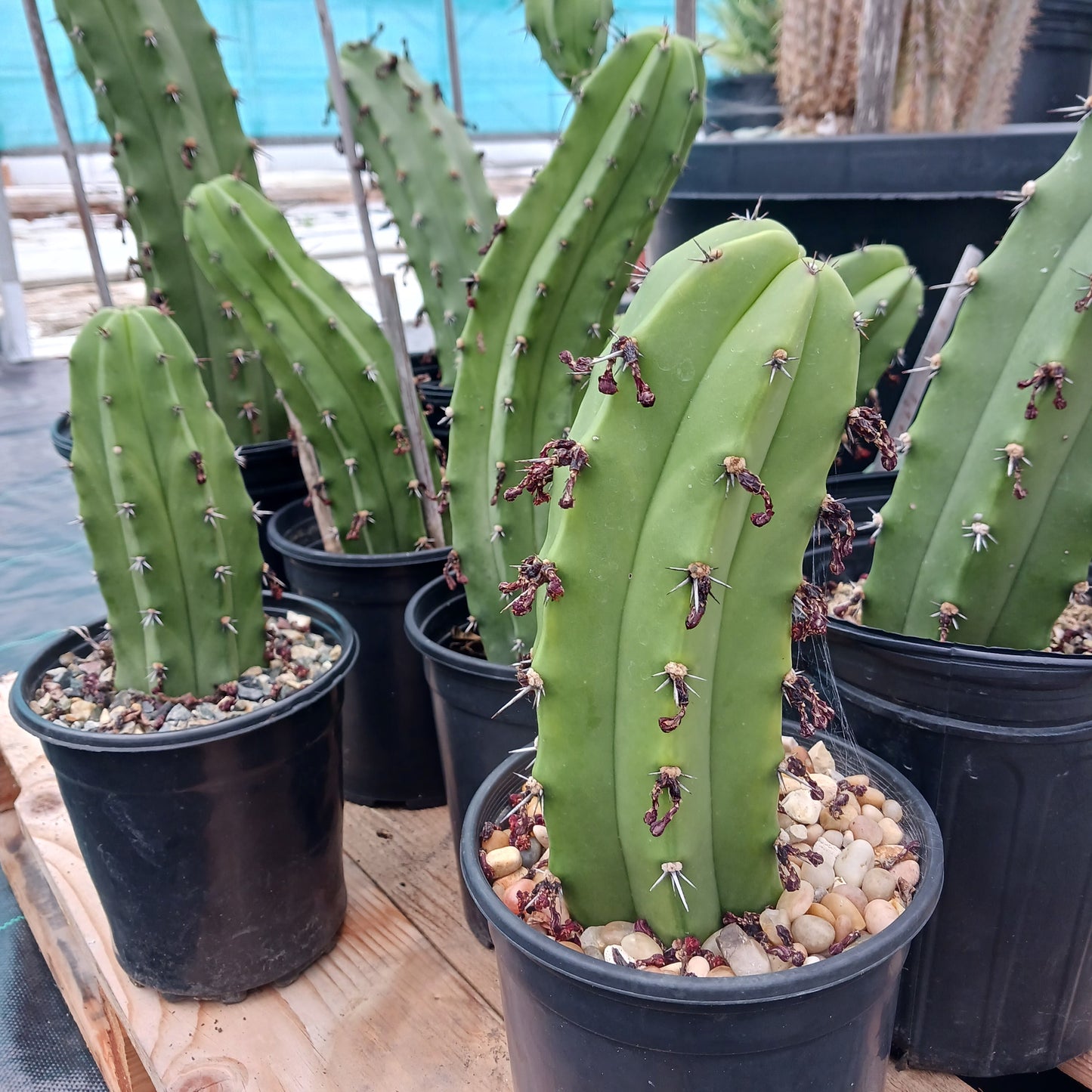 Myrtillocactus geometrizans "San Bartolo" - 1ga