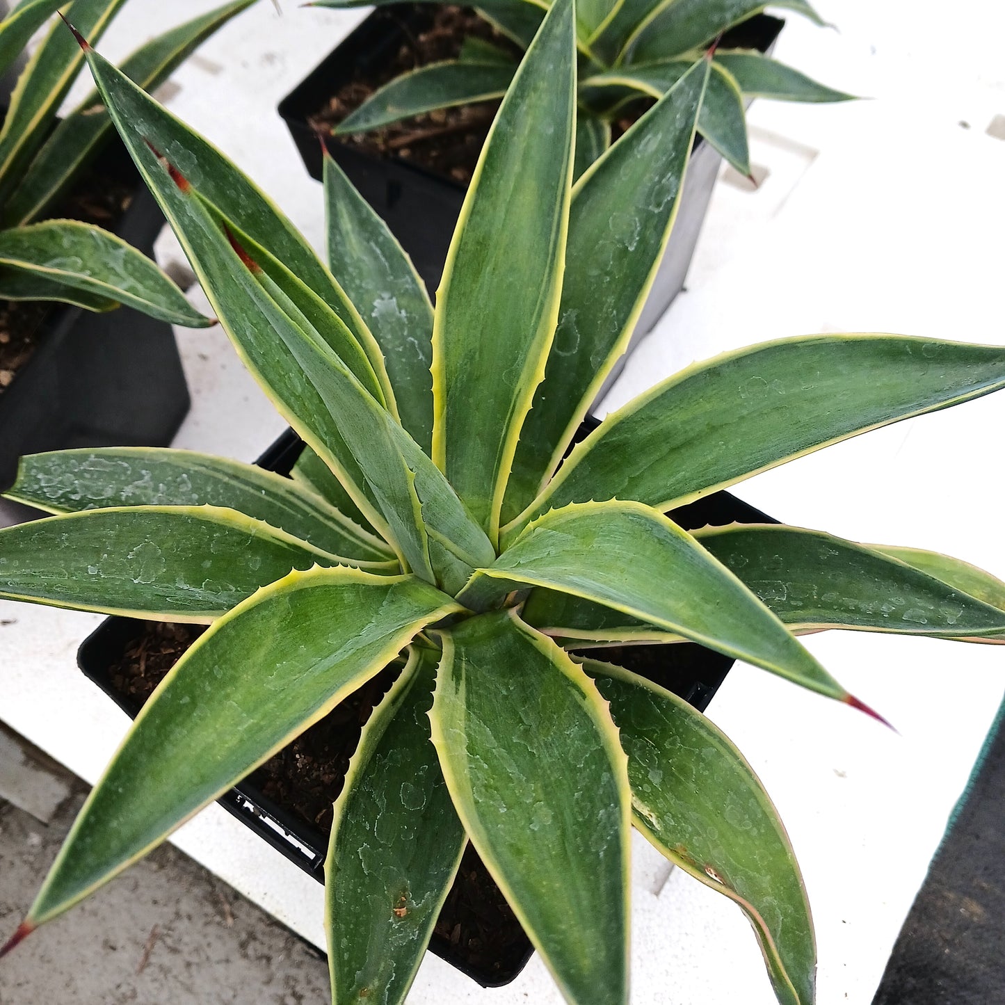 Agave desmettiana variegated - 6in