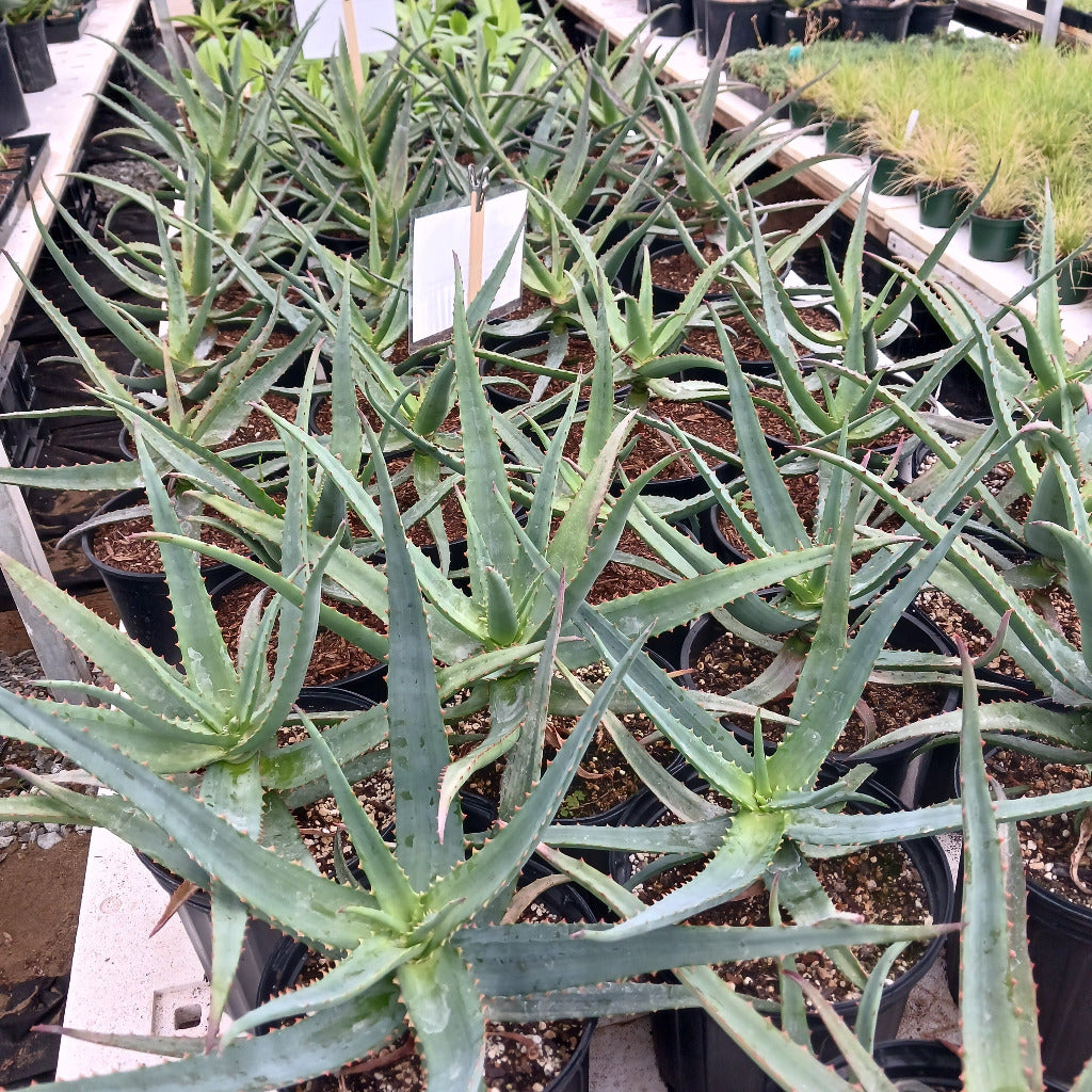 Aloe vaotsanda x divaricata