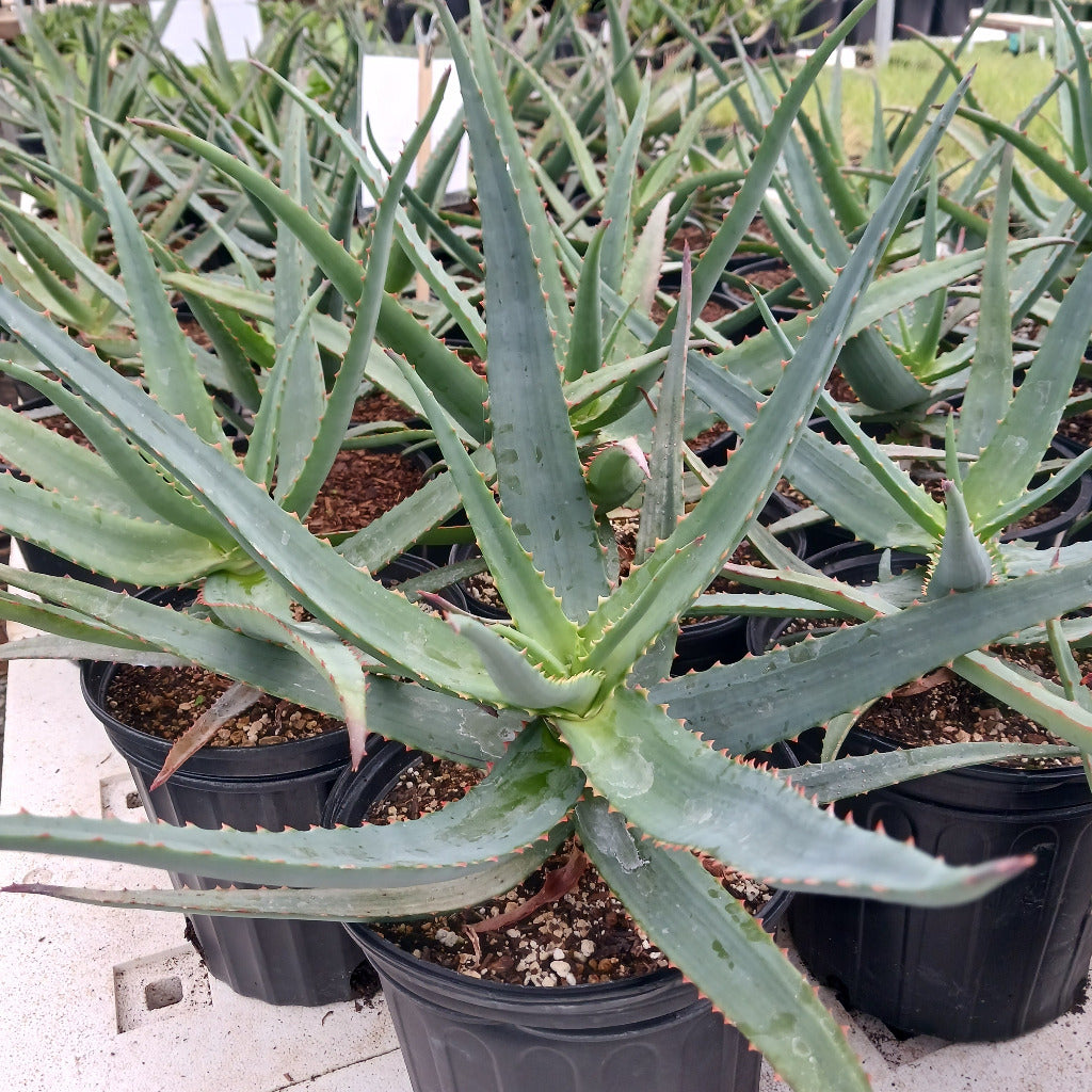 Aloe vaotsanda x divaricata
