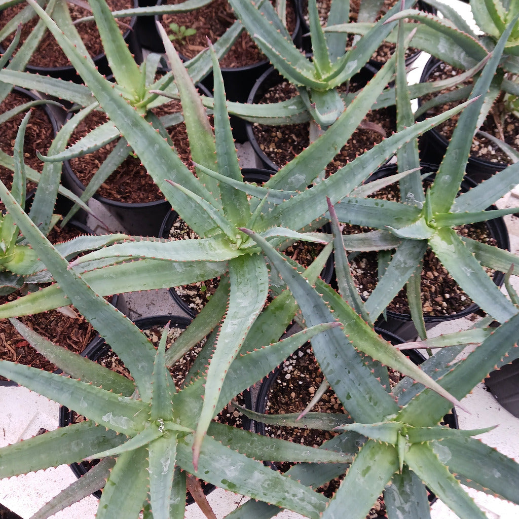Aloe vaotsanda x divaricata
