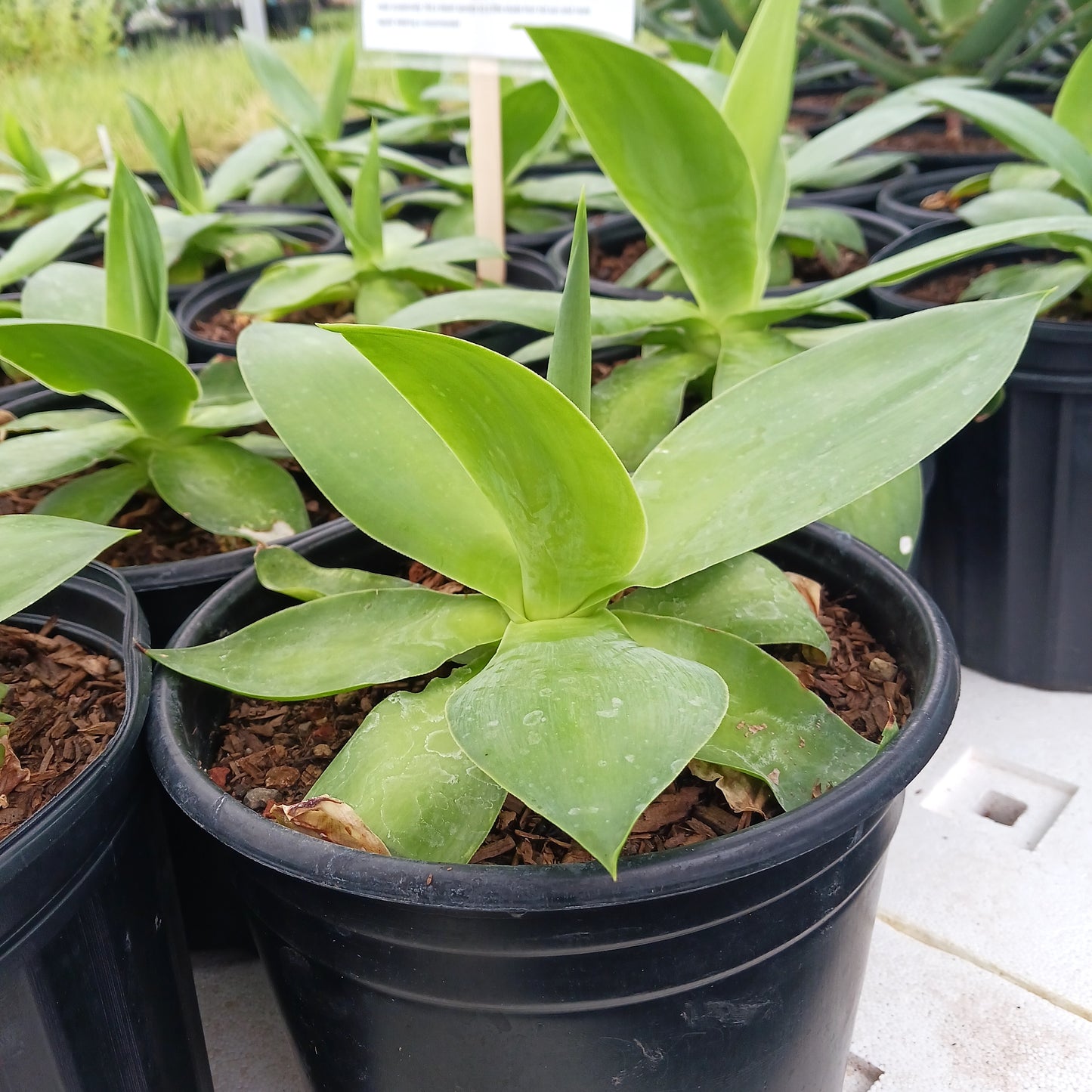 Agave ellemeetiana "Satina" - 2 ga