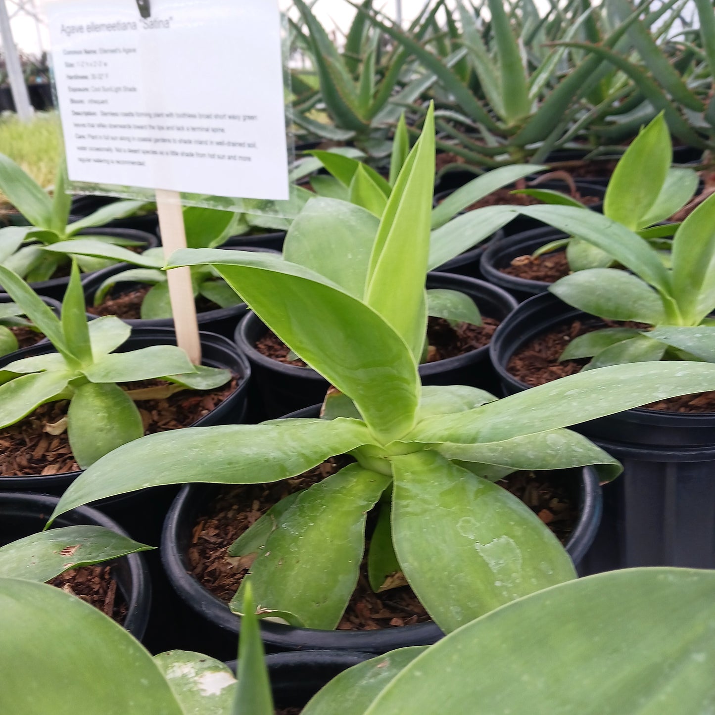 Agave ellemeetiana "Satina" - 2 ga