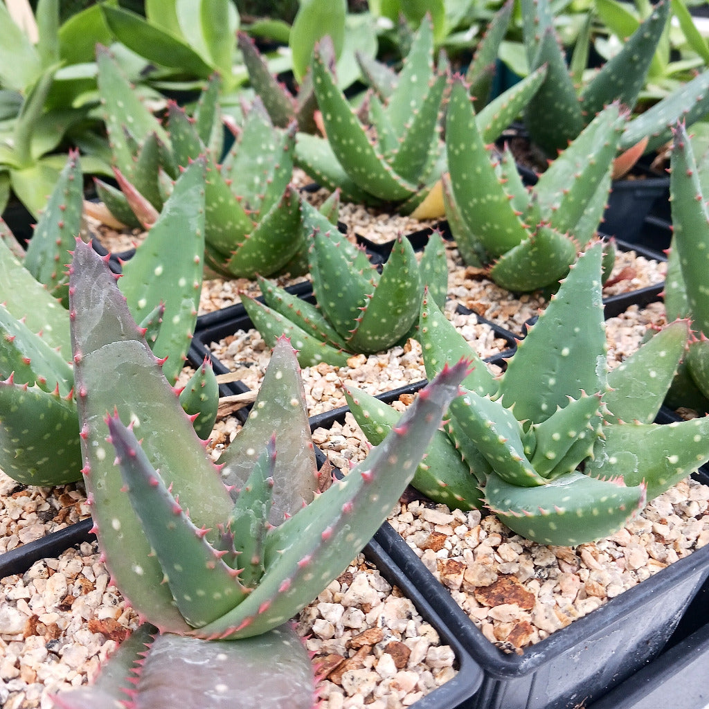 Aloe sinkatana x marlothii in 4in nursery pots
