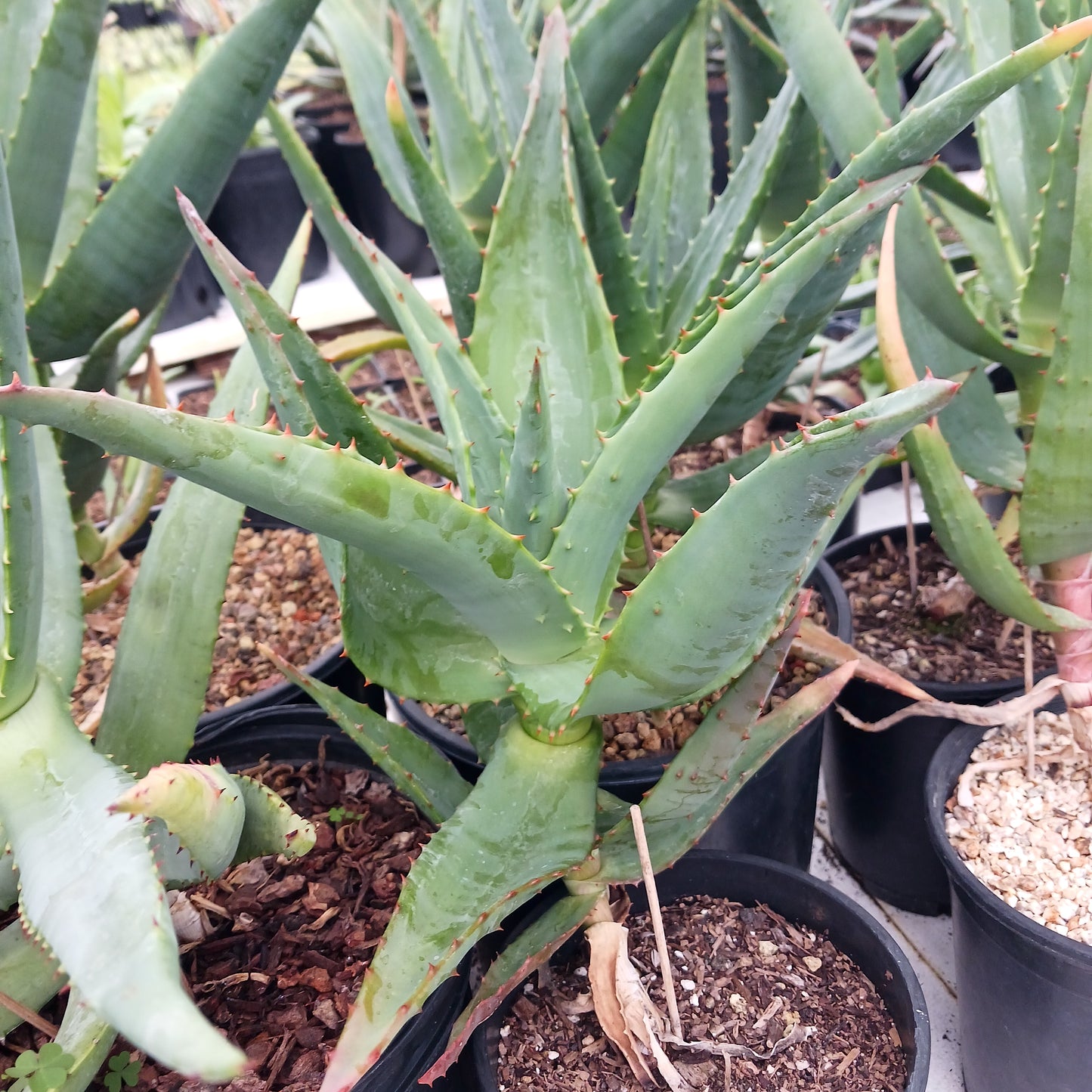 Aloe pretoriensis hybrid - 1ga