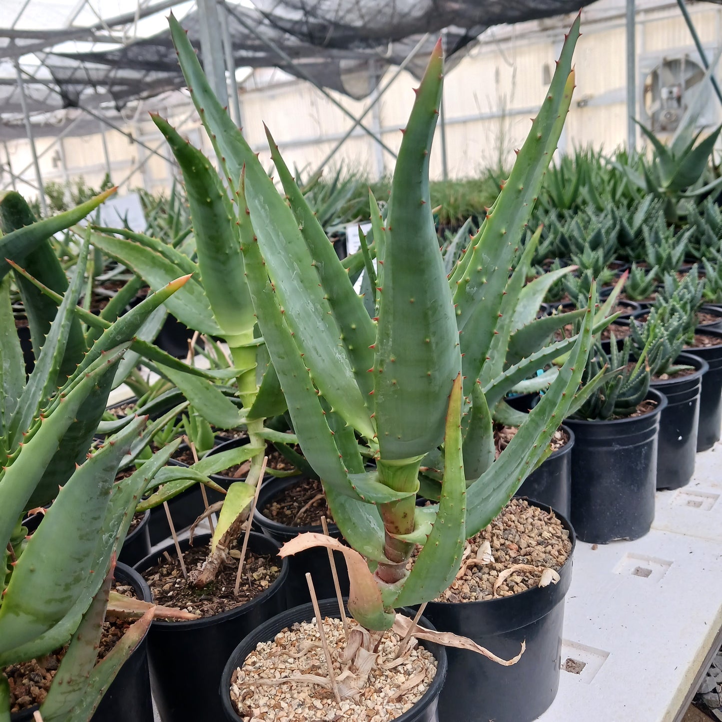Aloe pretoriensis hybrid - 1ga