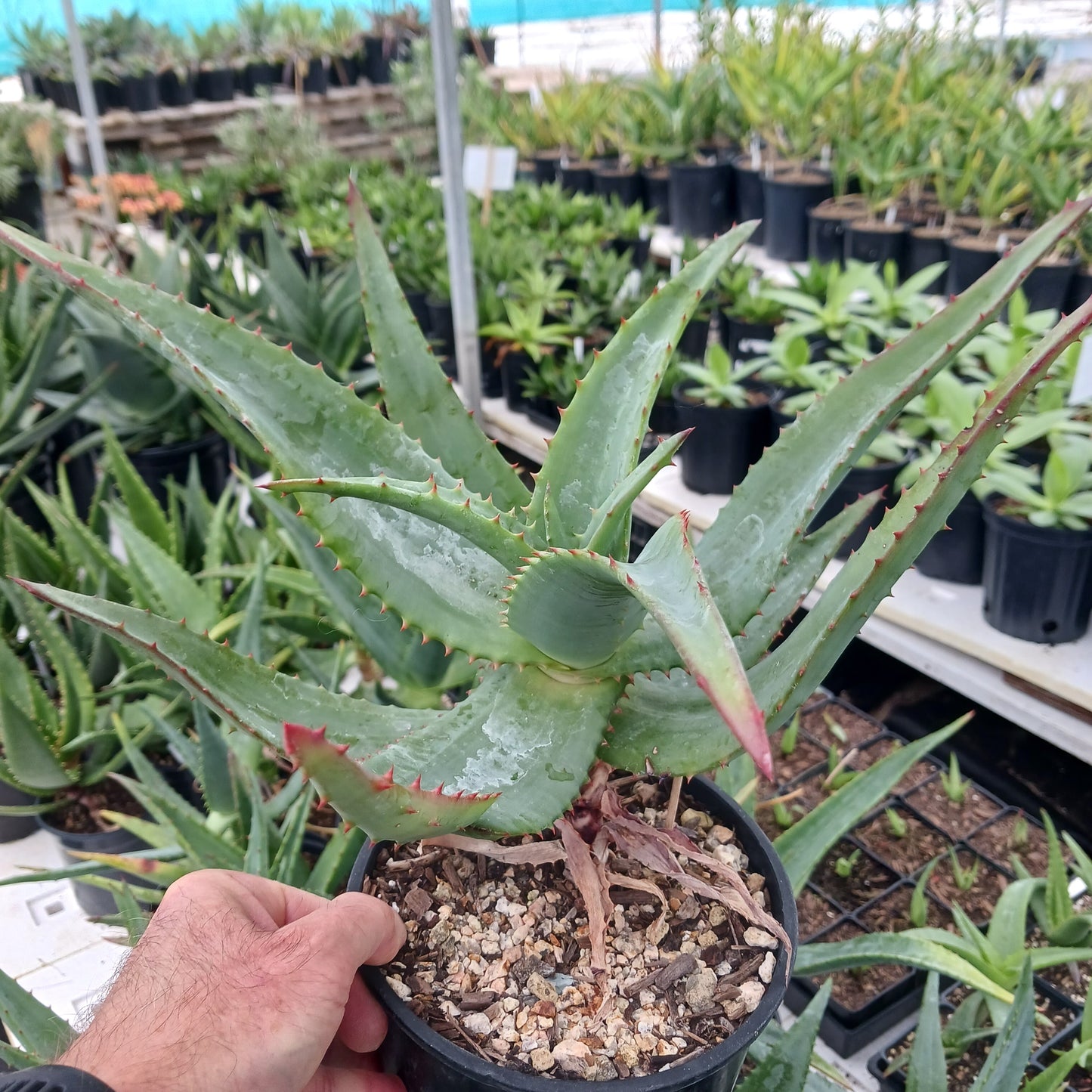 Aloe pretoriensis hybrid - 1ga