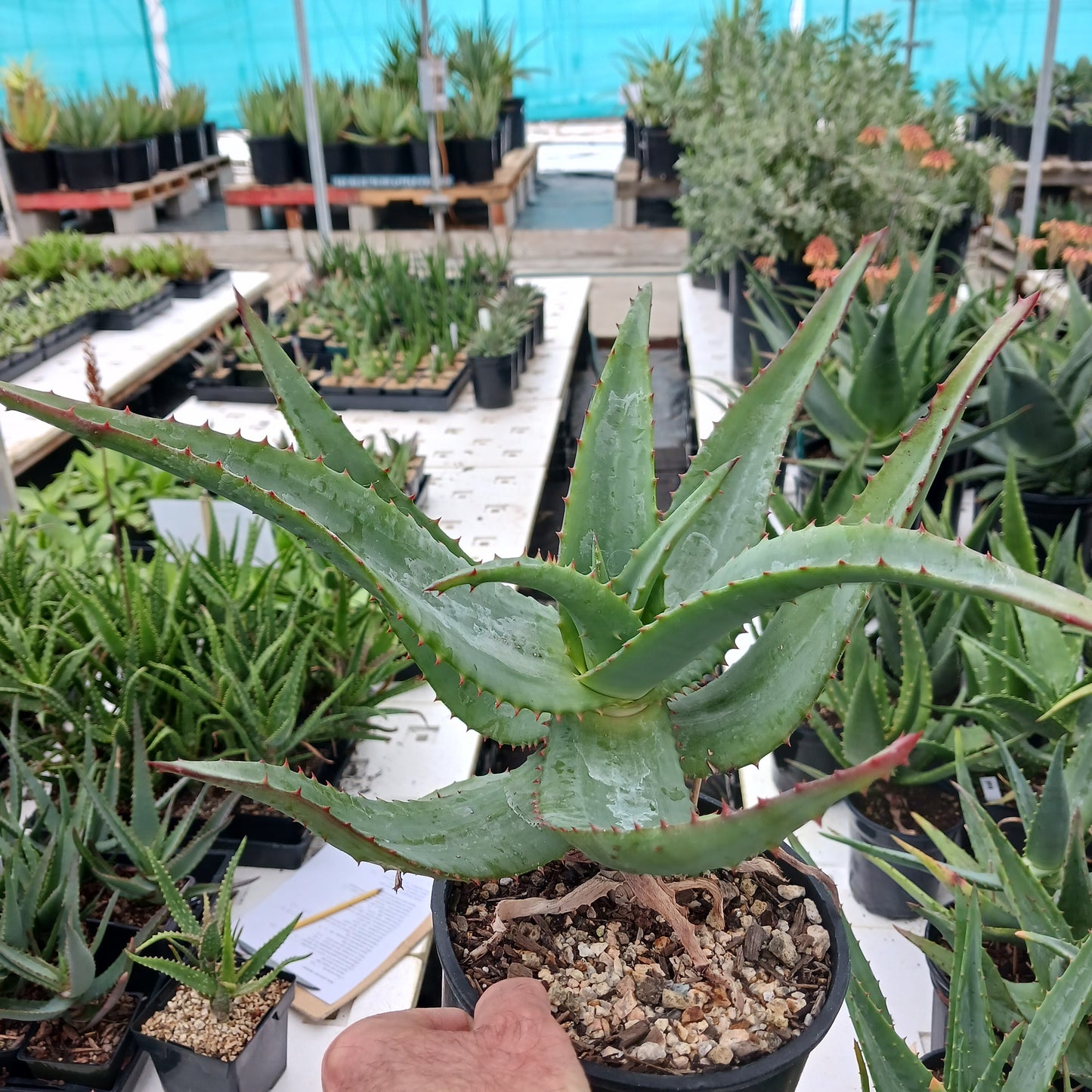 Aloe pretoriensis hybrid - 1ga