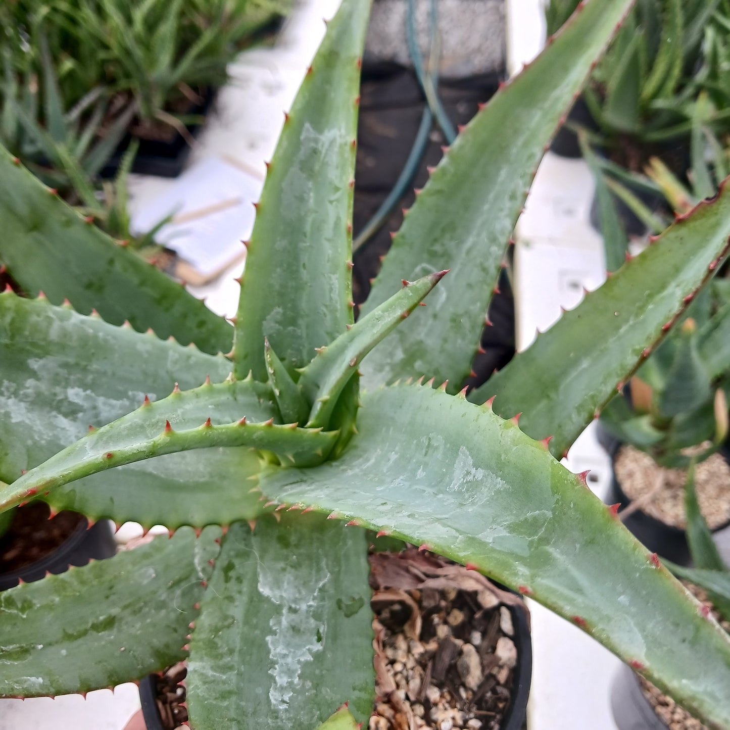 Aloe pretoriensis hybrid - 1ga