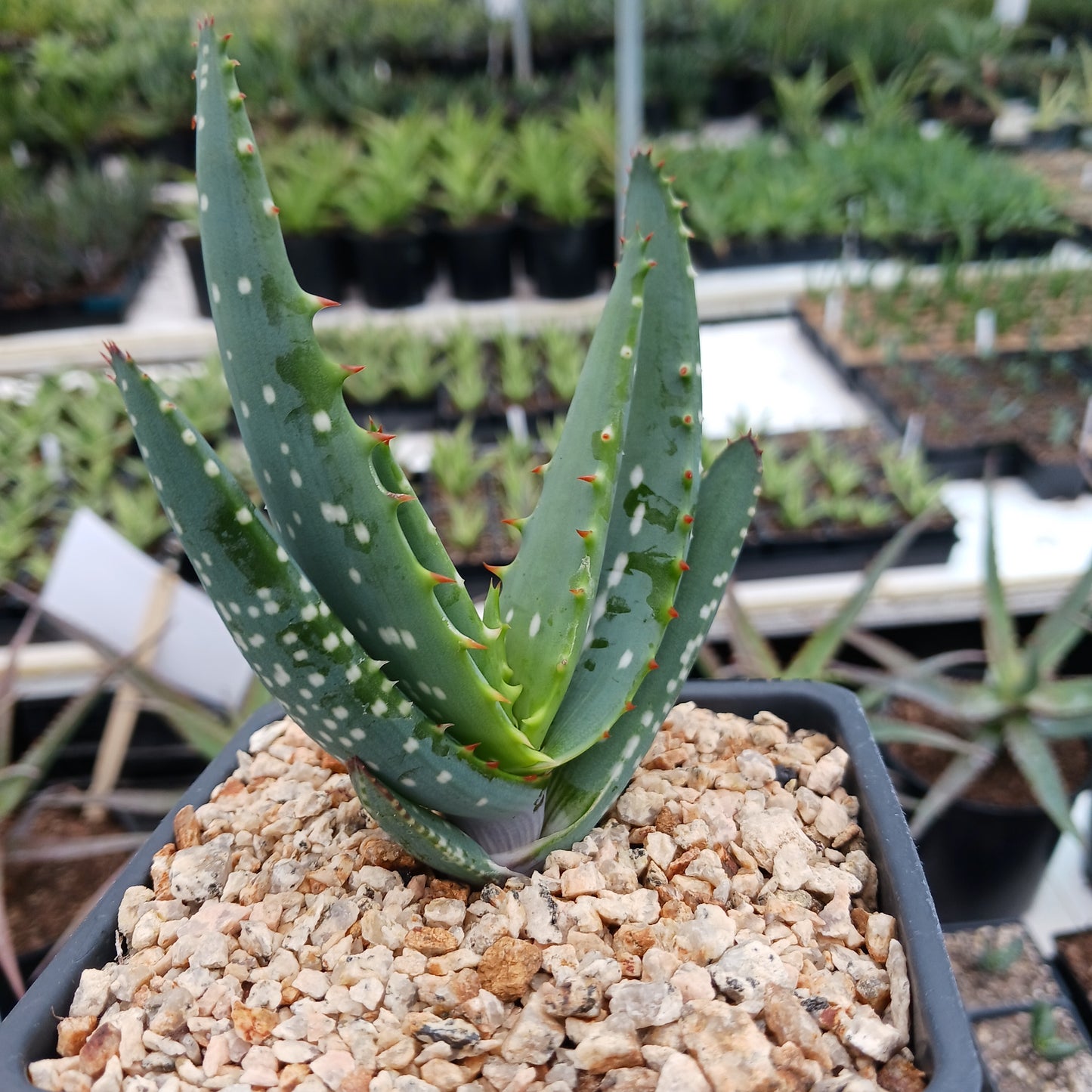 Aloe microstigma - 4in