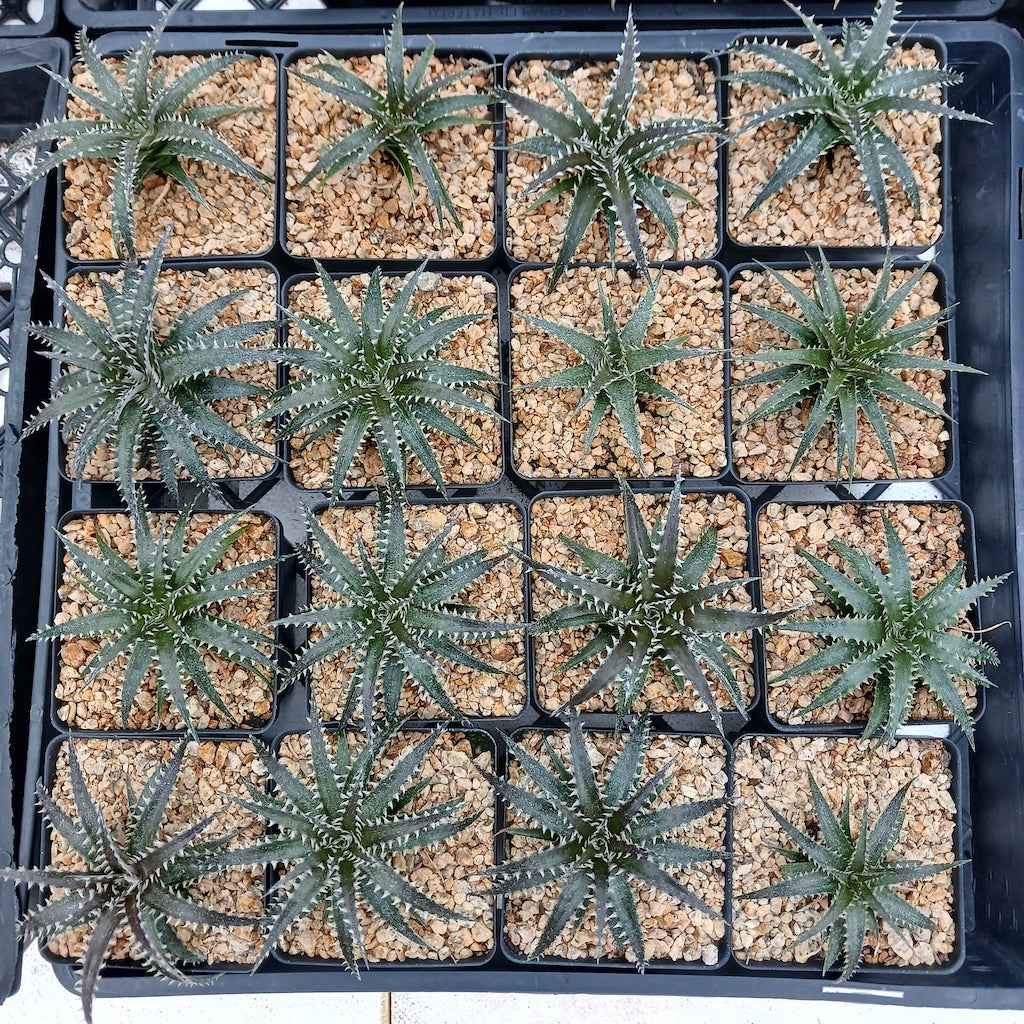 nursery flat of Dyckia "Brittle Star" in 4in containers