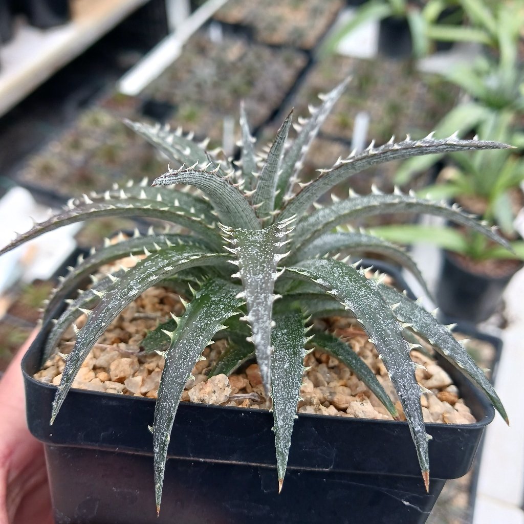 Dyckia "Brittle Star" in 4in container