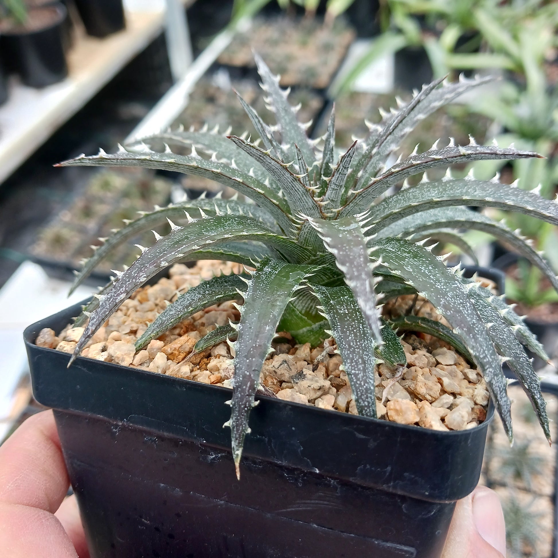 Dyckia "Brittle Star" in 4in container
