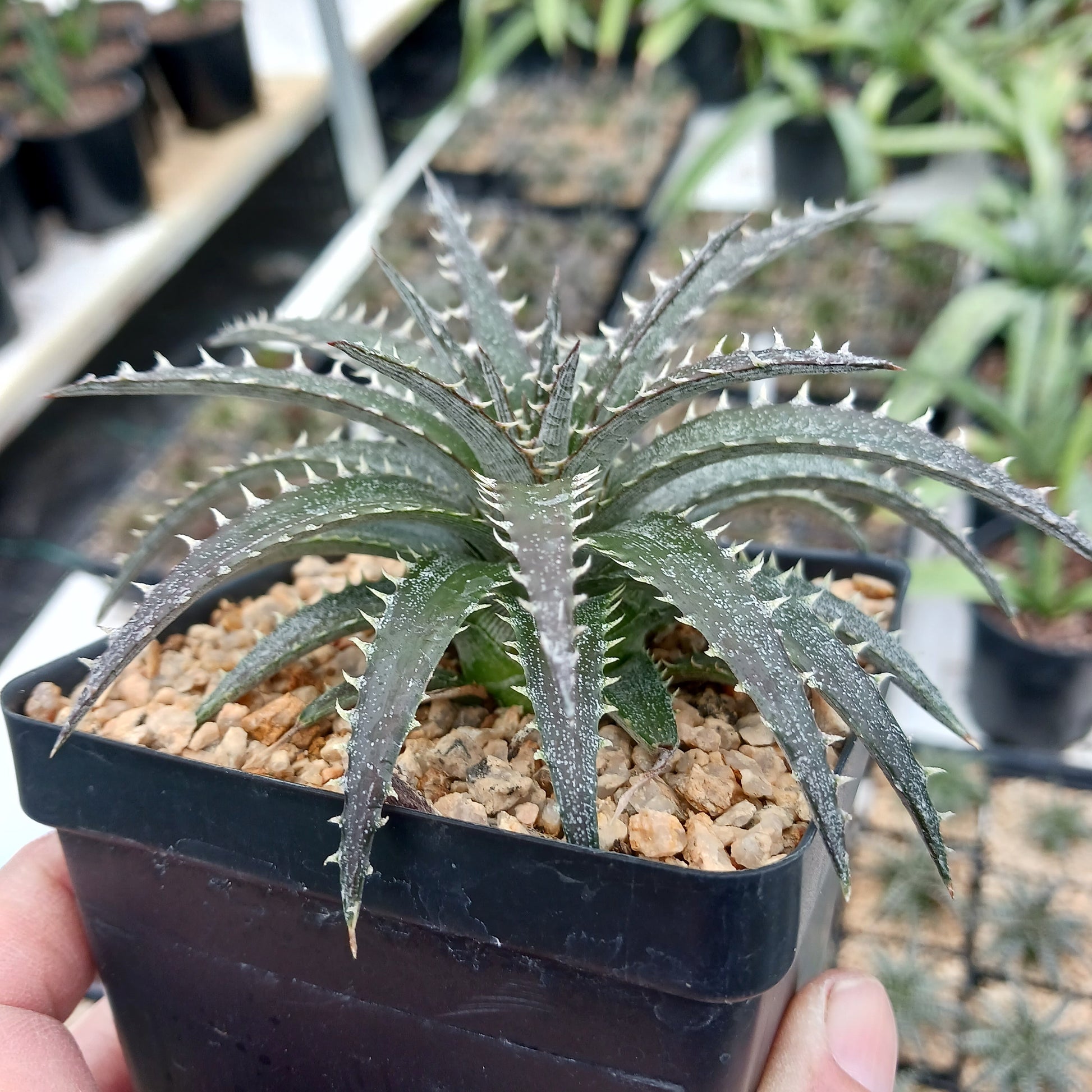 Dyckia "Brittle Star" in 4in containers