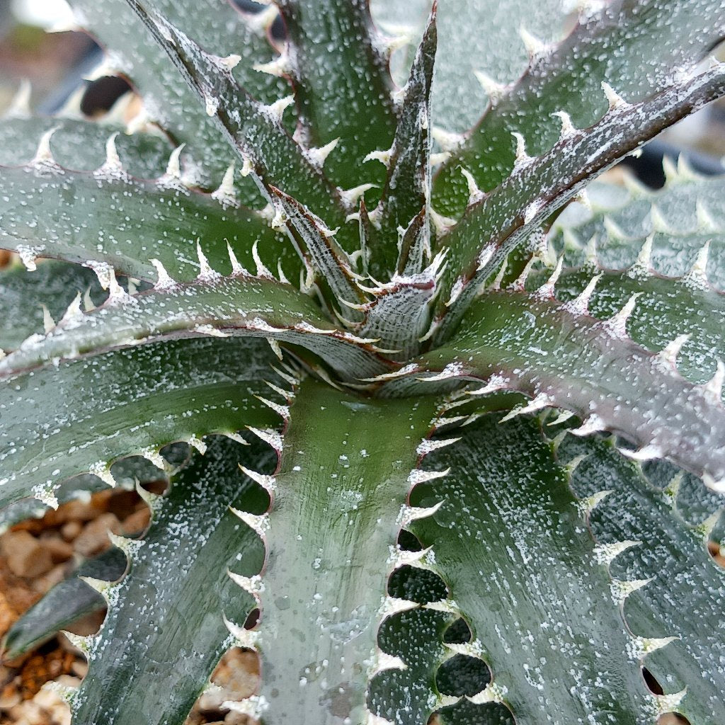 Dyckia "Brittle Star"