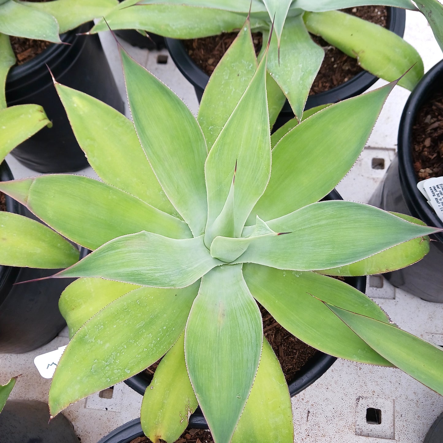Agave "Blue Flame" - 5ga