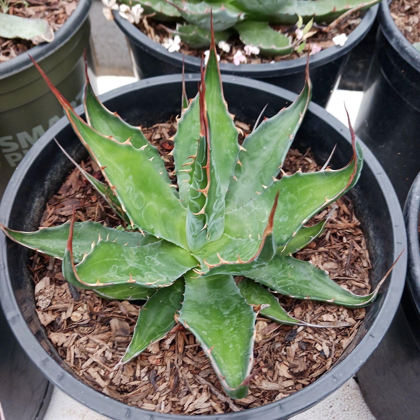 Agave montana - 2ga
