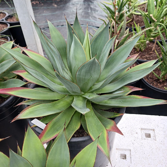 Agave "Red Margin" - 5ga