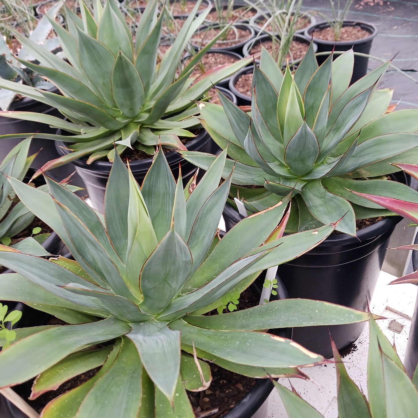 Agave "Red Margin" - 5ga