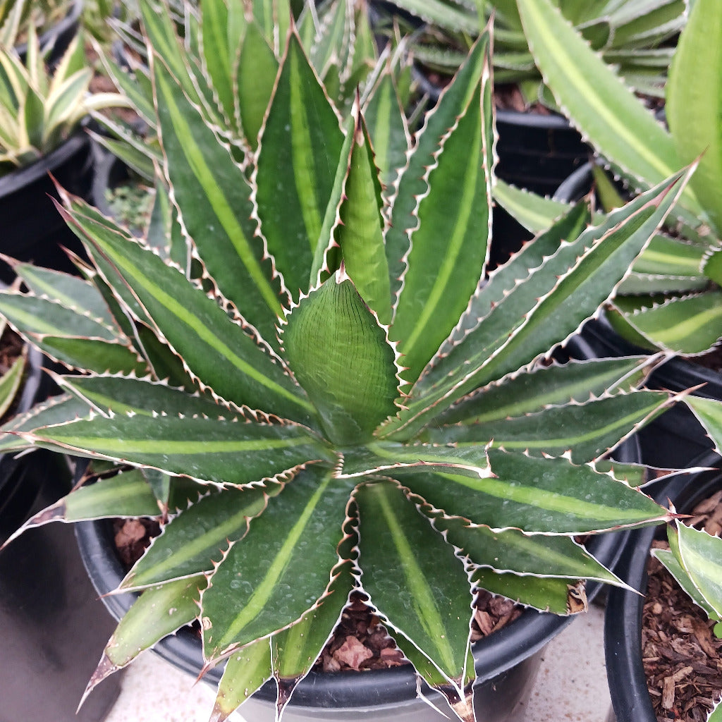 Agave lophantha