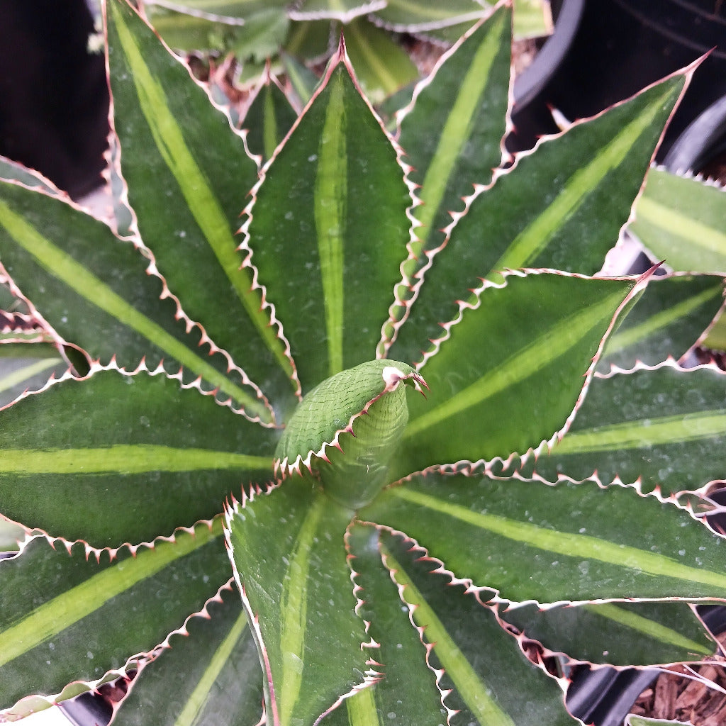 Agave lophantha top view