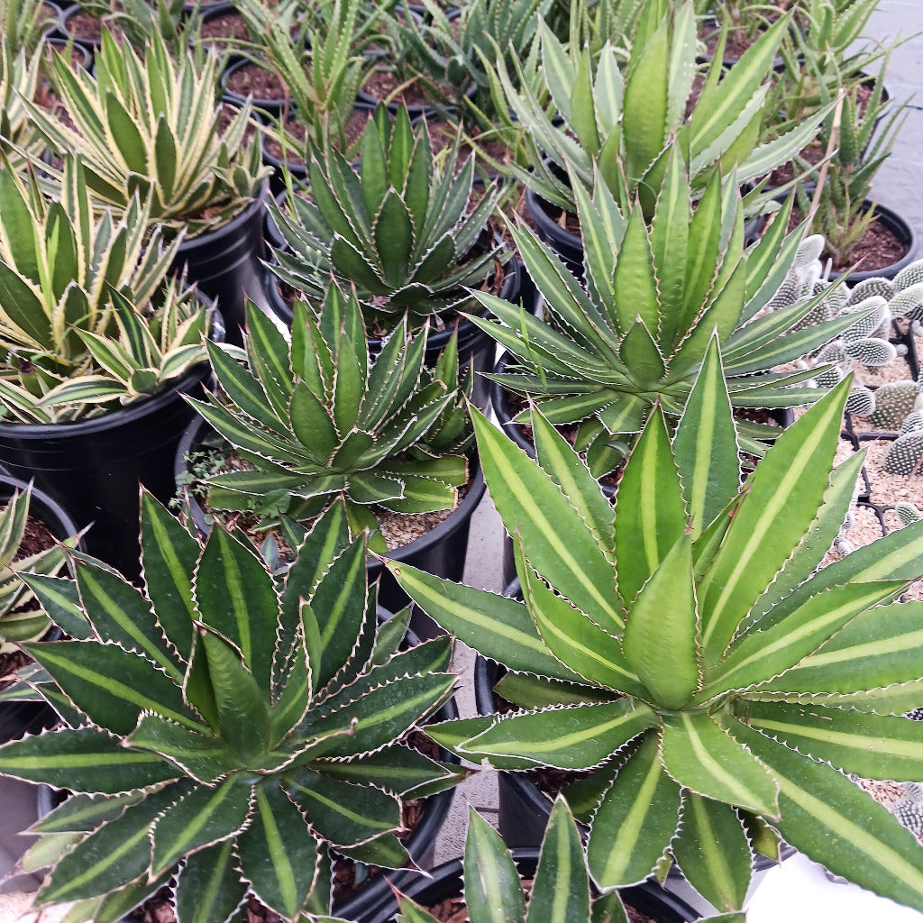 Agave lophantha in 5ga container