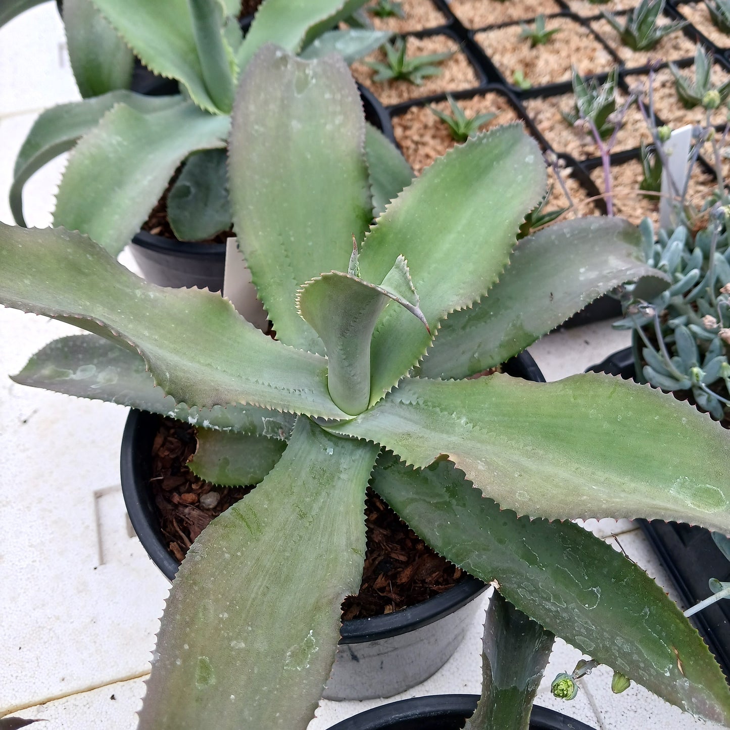 Agave gypsophila "Curly" - 2ga