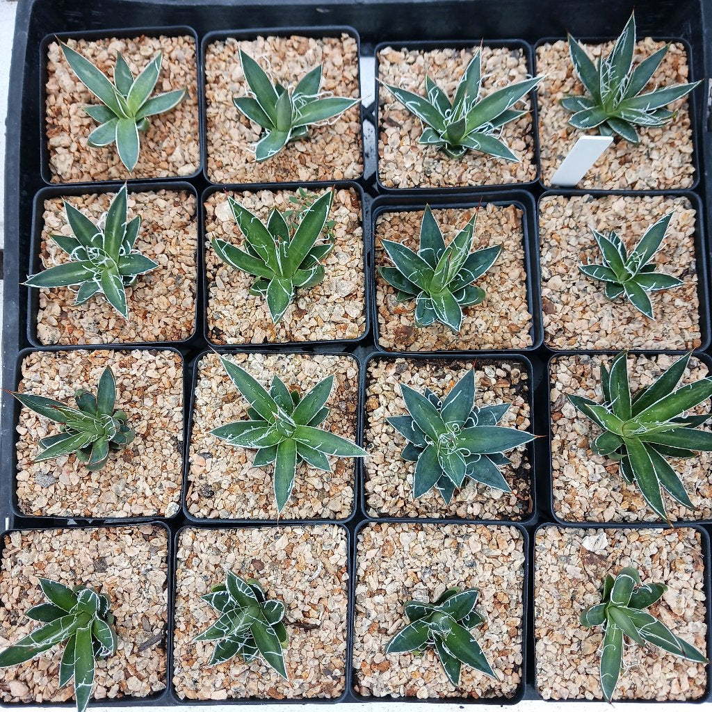 flat of Agave filifera