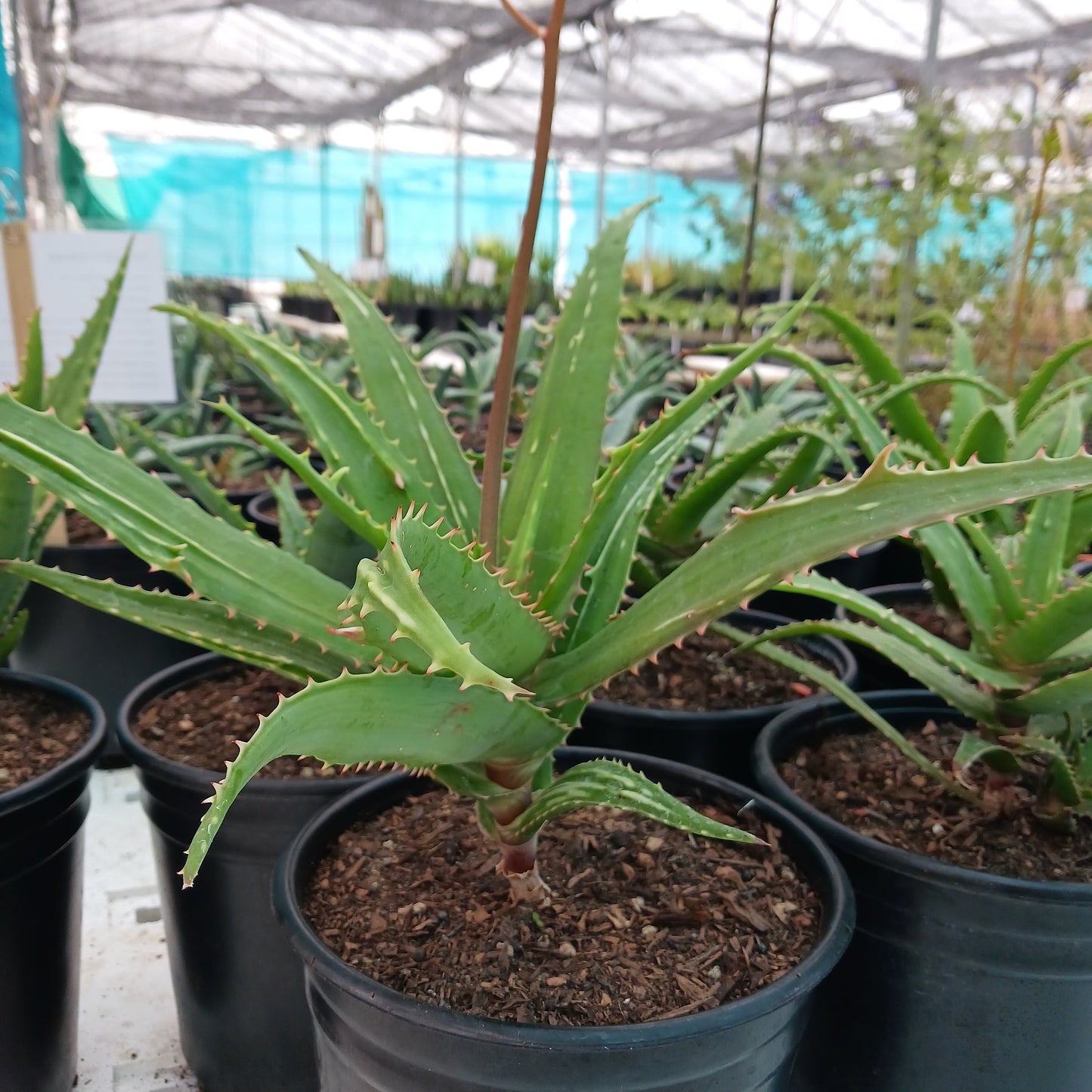 aloe dawei yellow flower form