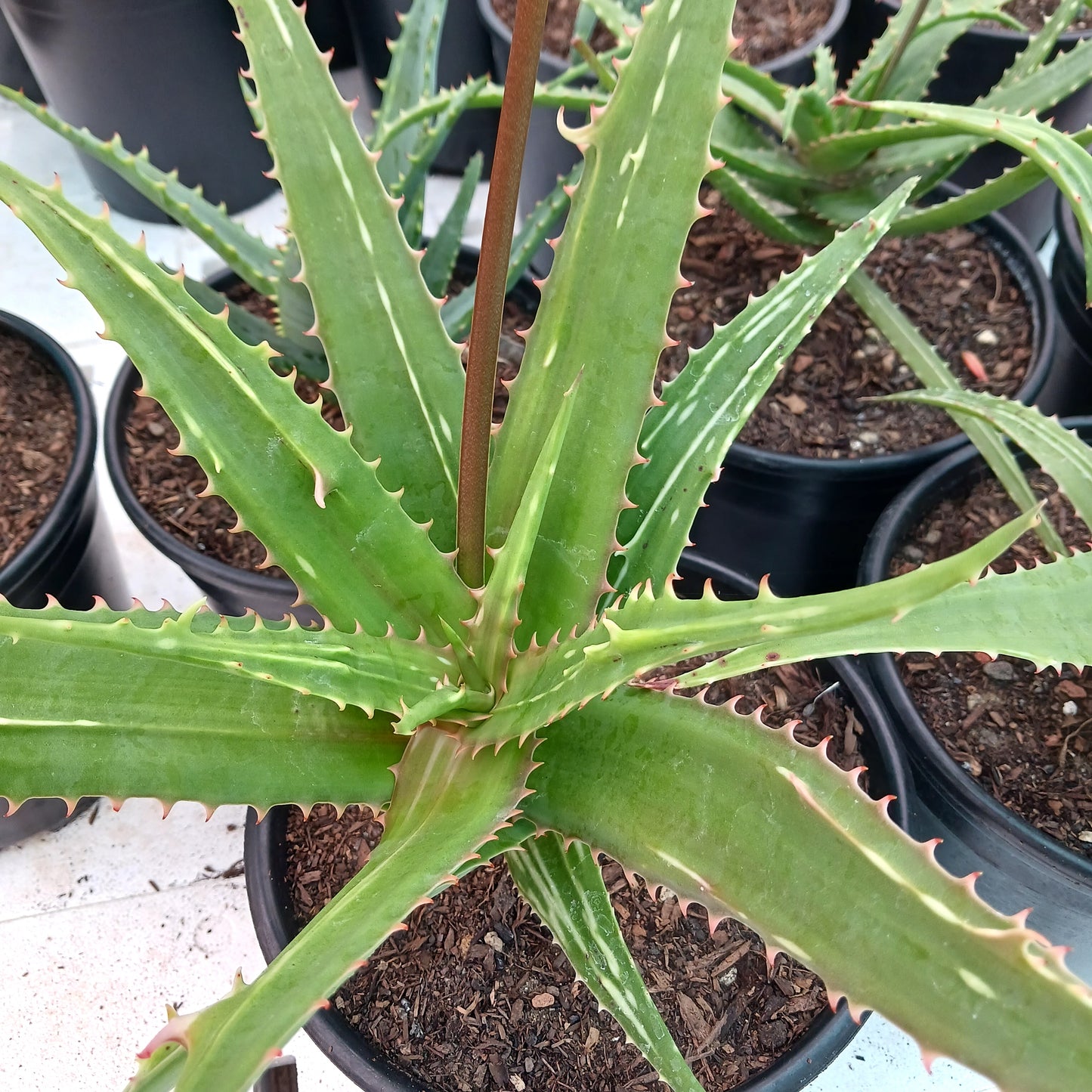 aloe dawei