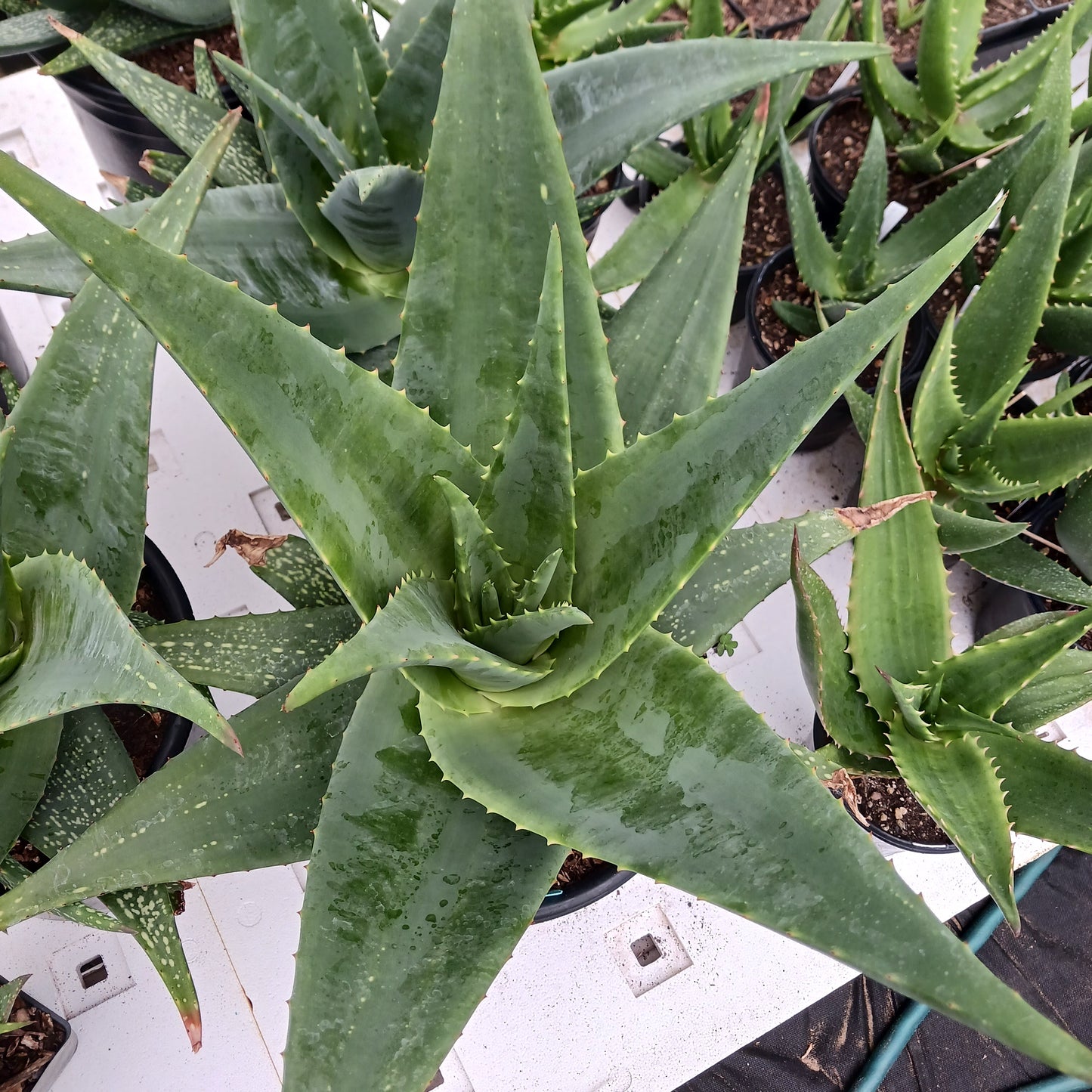 top view of Aloe tomentosa in 5ga container