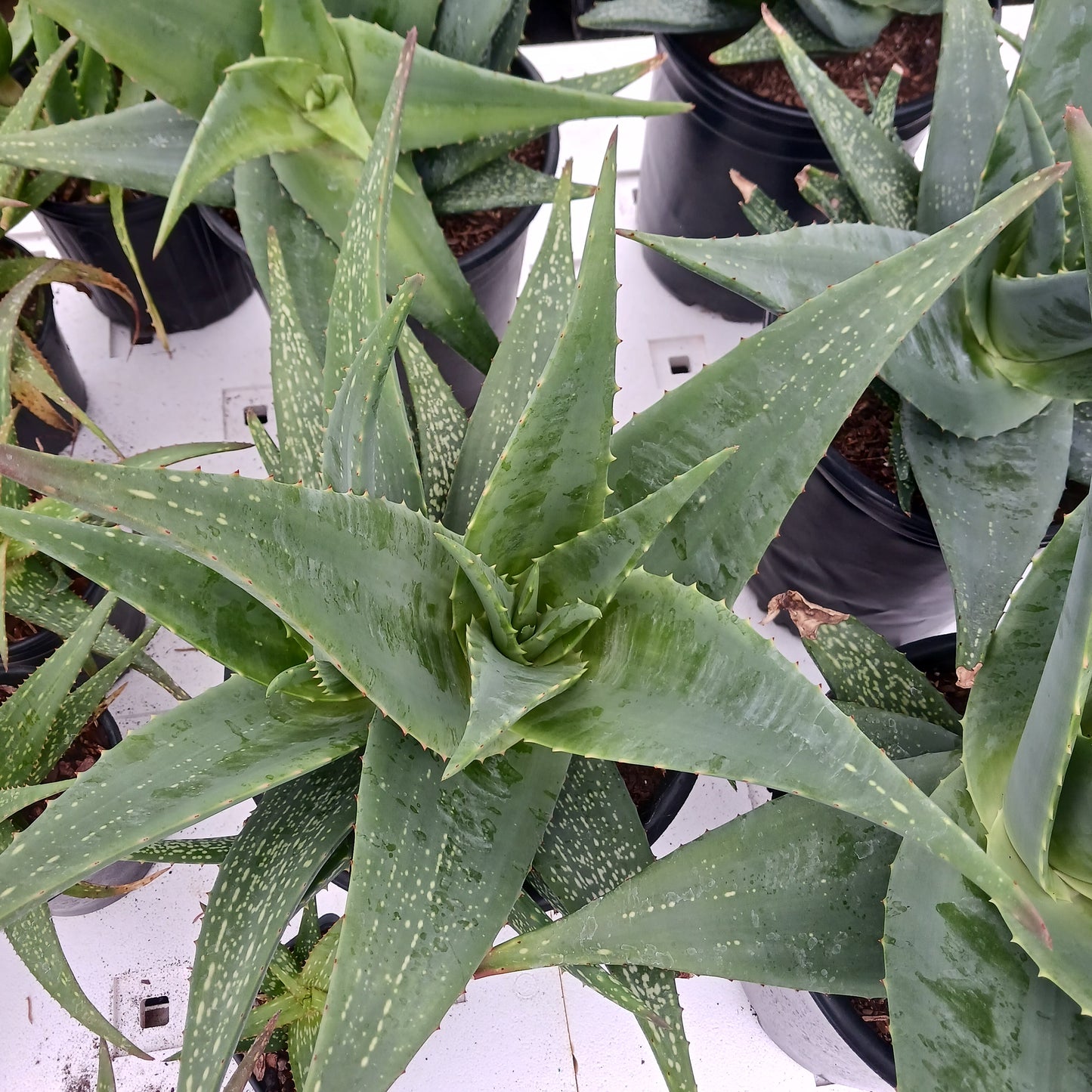 Aloe tomentosa in 5ga container
