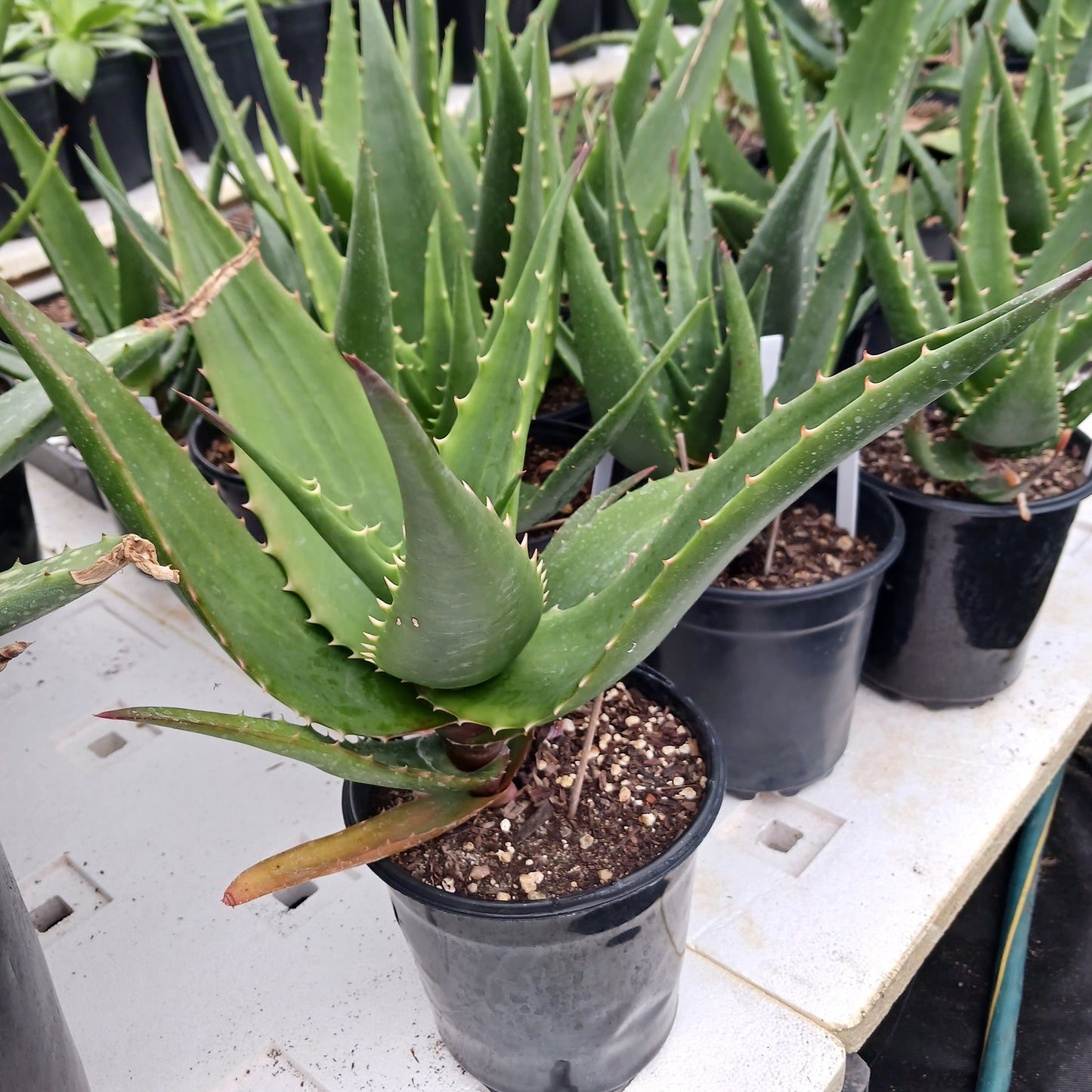 Aloe ortholopha hybrid - 1ga