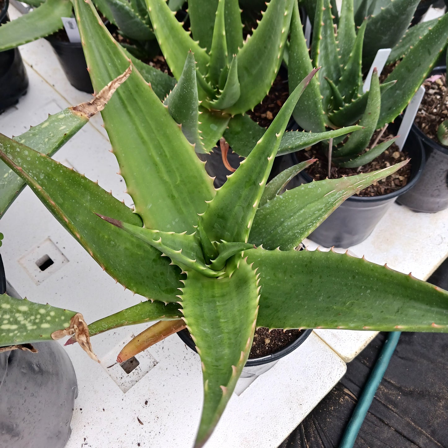 Aloe ortholopha hybrid - 1ga